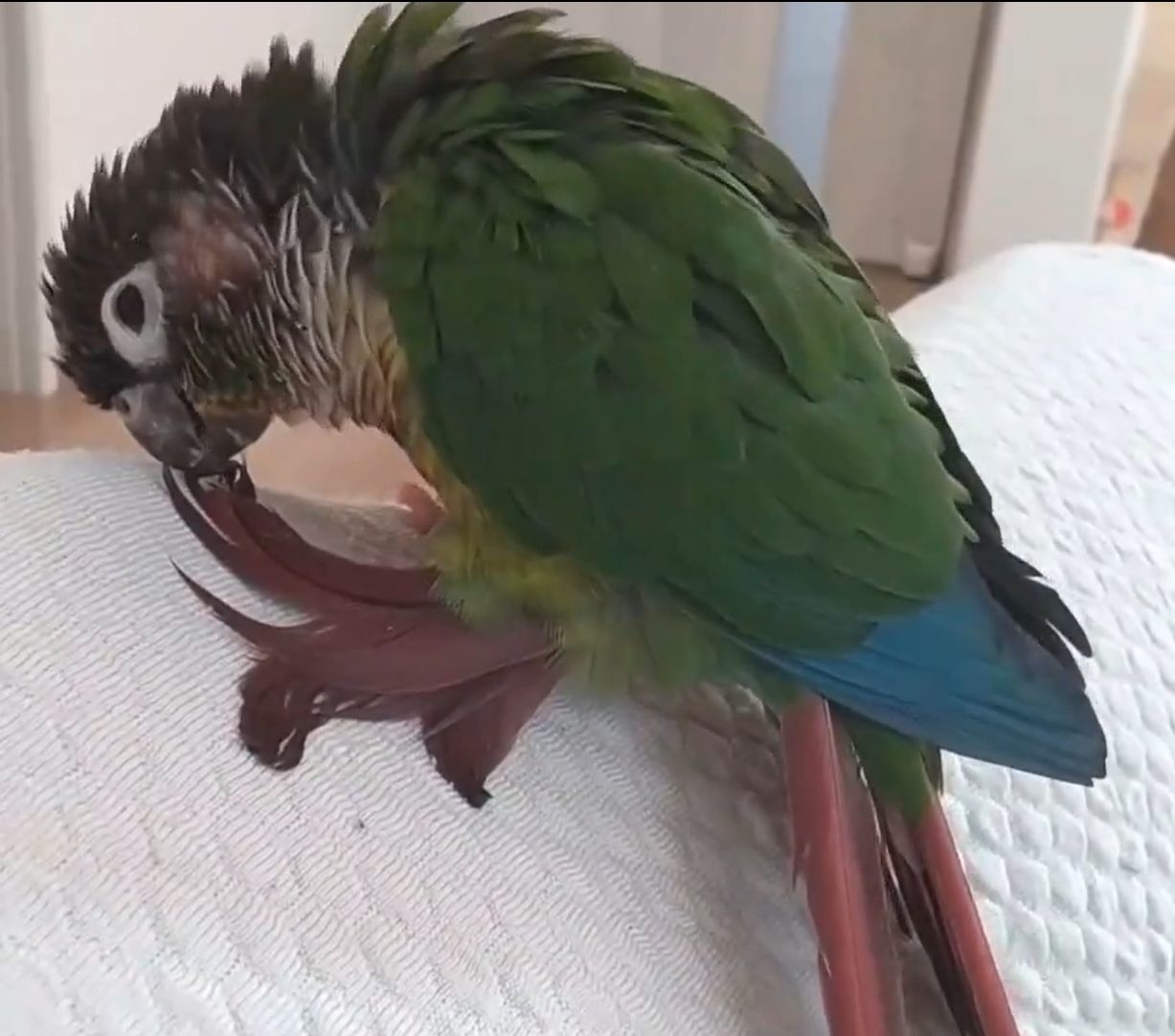 尻尾を毛づくろいするうたこ君 / カカポさんのXより