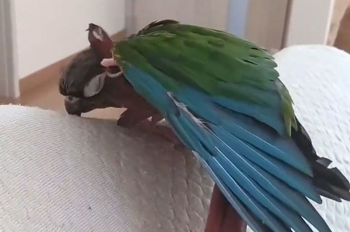 頭をかくうたこ君 / カカポさんのXより