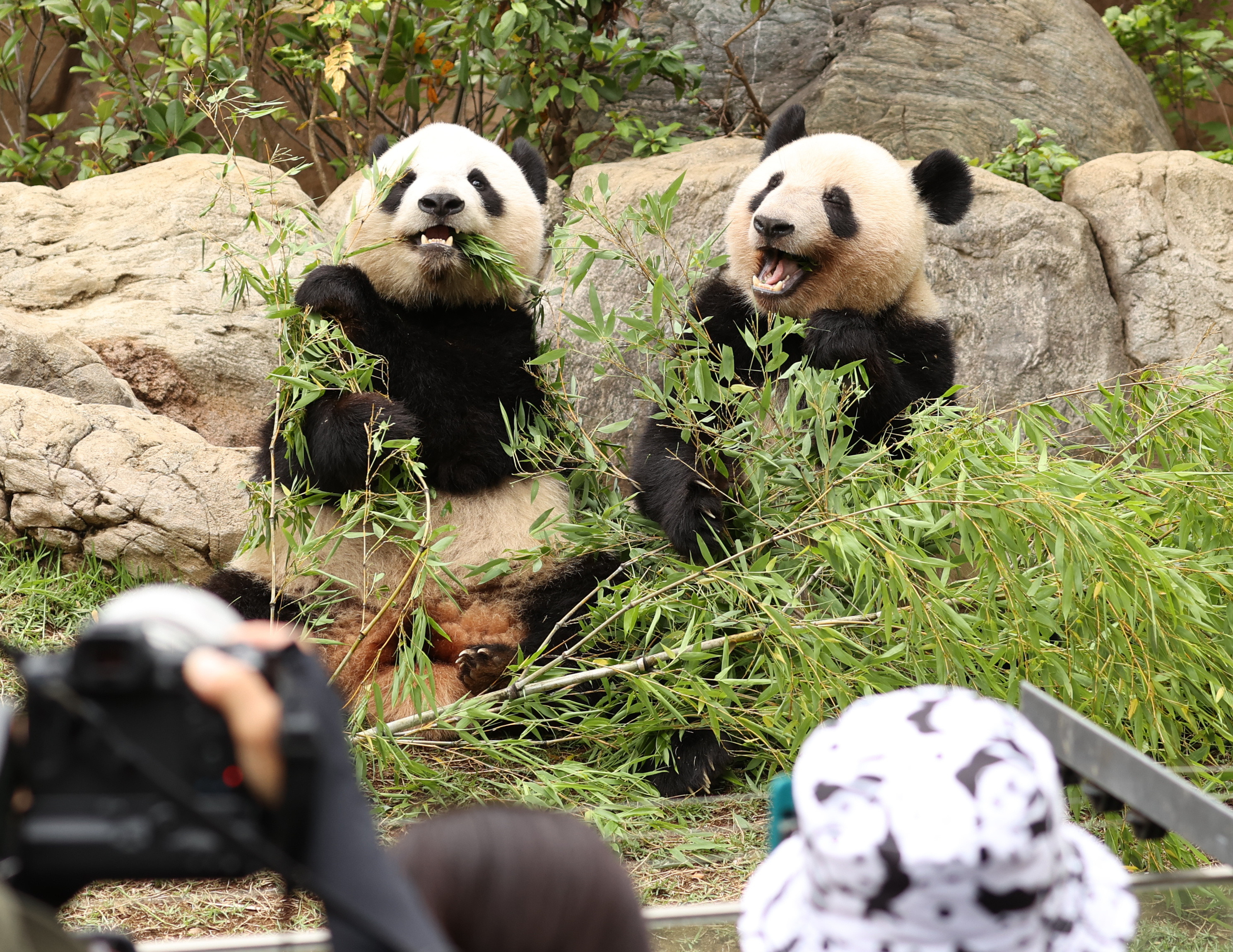 水彩画 上野動物園の仲間達