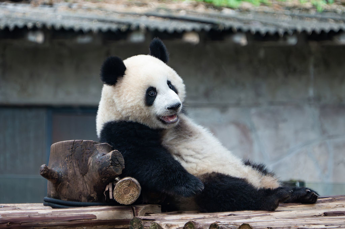 木にもたれかかるジャイアントパンダ