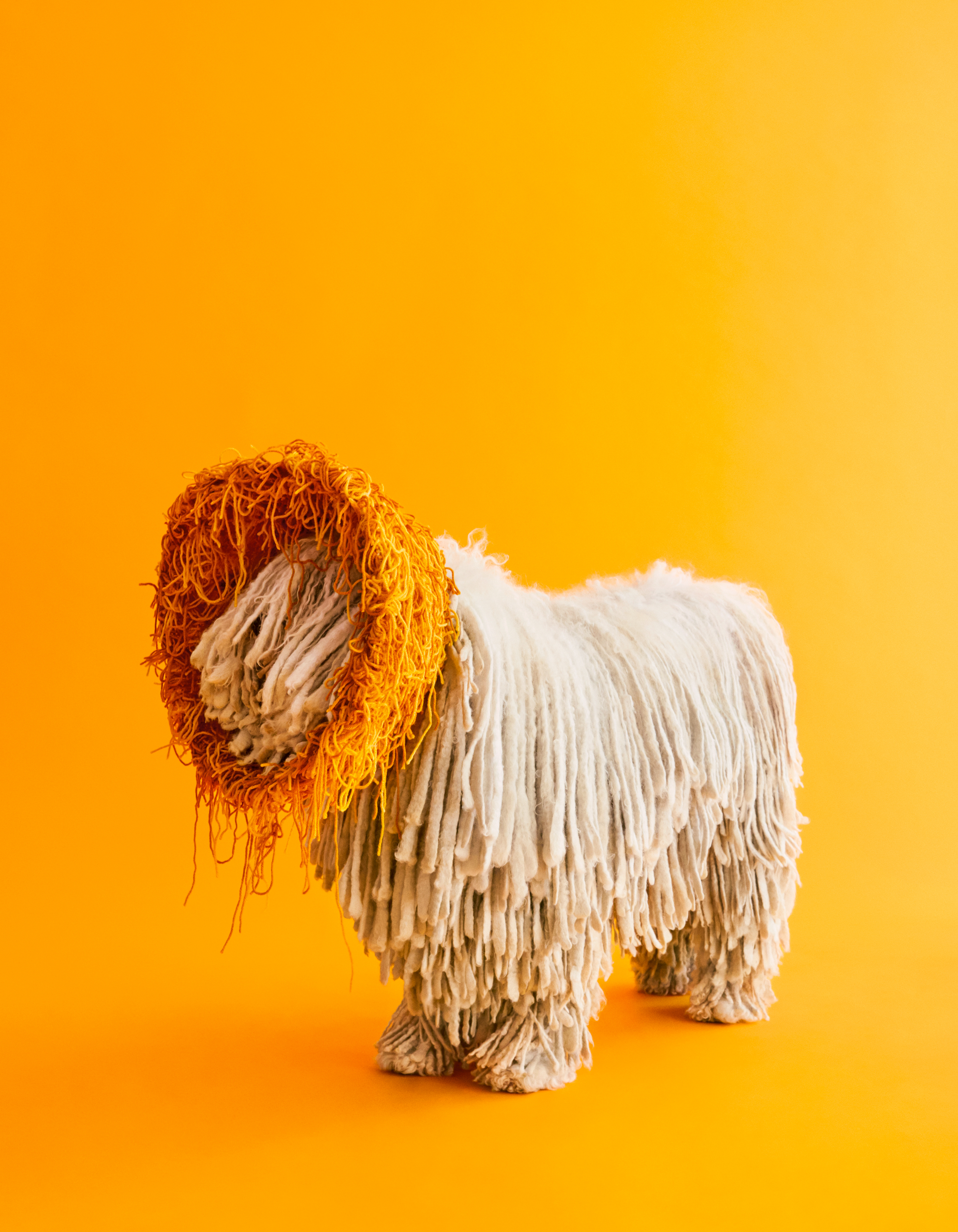 Calvin the Komondor wears a collar made of wool yarn on a plastic base.