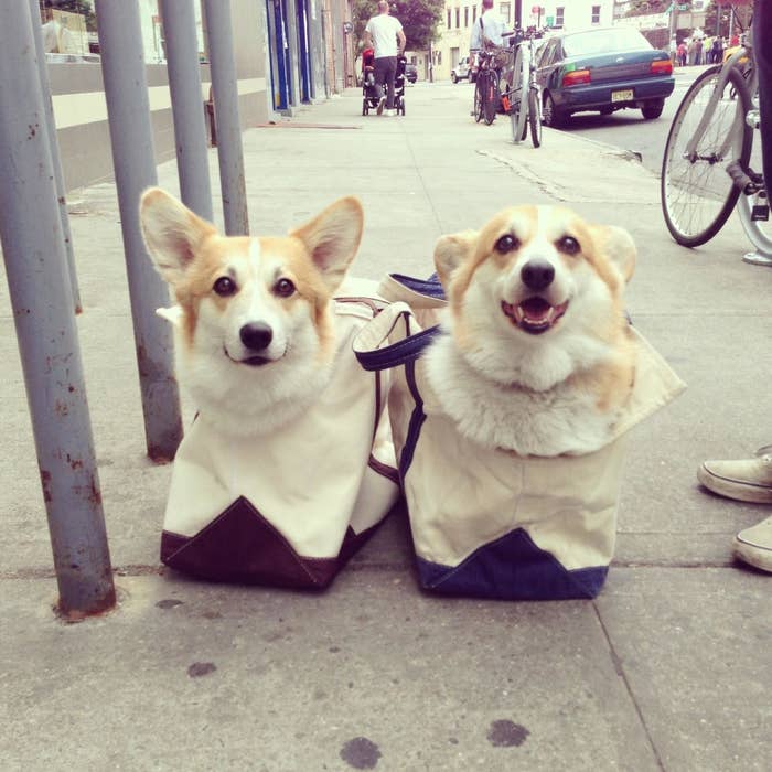 Two Corgi dogs sitting side by side in tote bags on a sidewalk