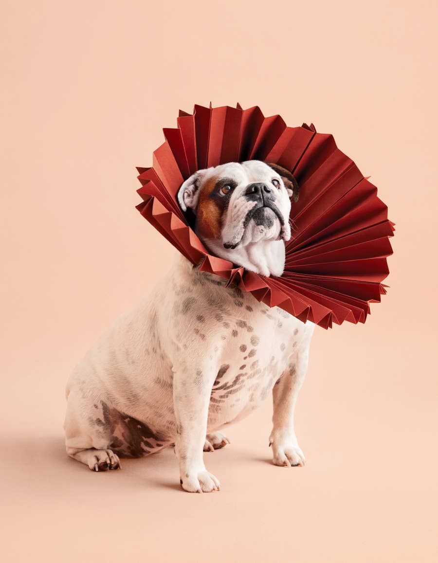 Dog Cones Turn Into Majestic Art In Photo Series