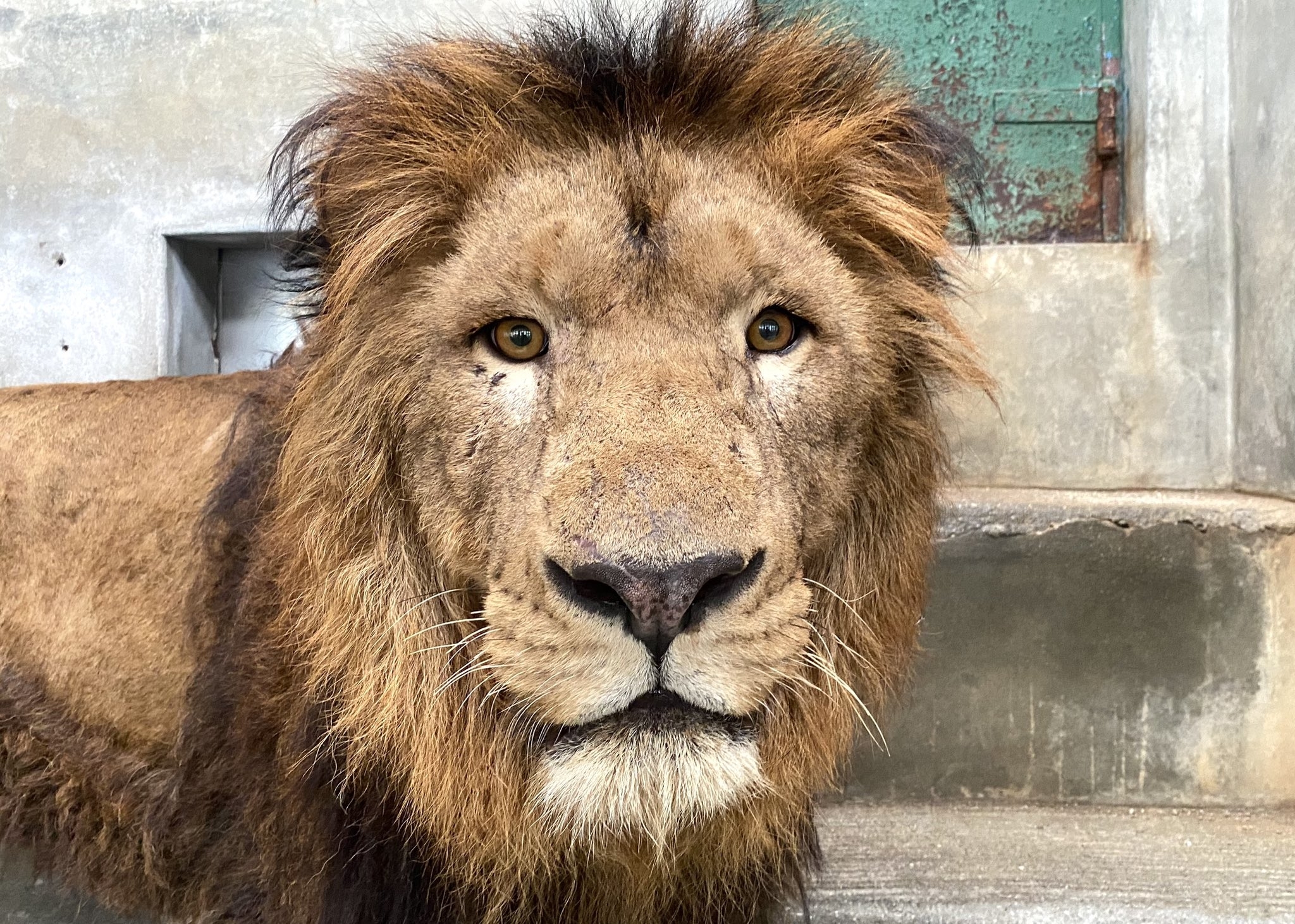 オスライオンのリントくん