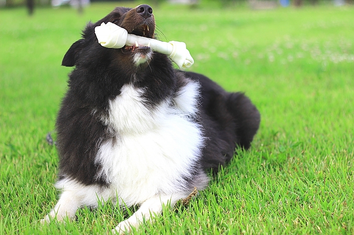 芝生の上に寝そべり、大きな骨のおもちゃをくわえる犬