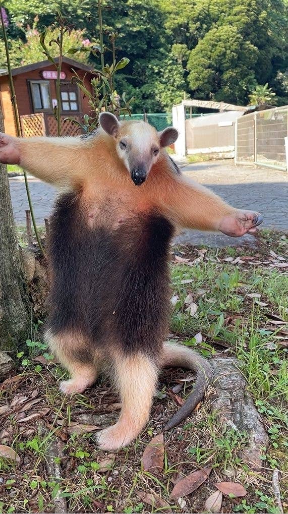 ミナミコアリクイの威嚇 / 伊豆アニマルキングダムの公式Xより