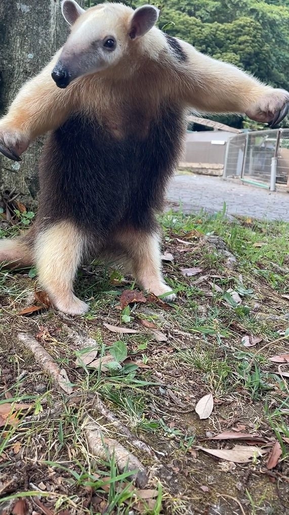 飼育員さんに精一杯威嚇するイフちゃん / 伊豆アニマルキングダムの公式Xより