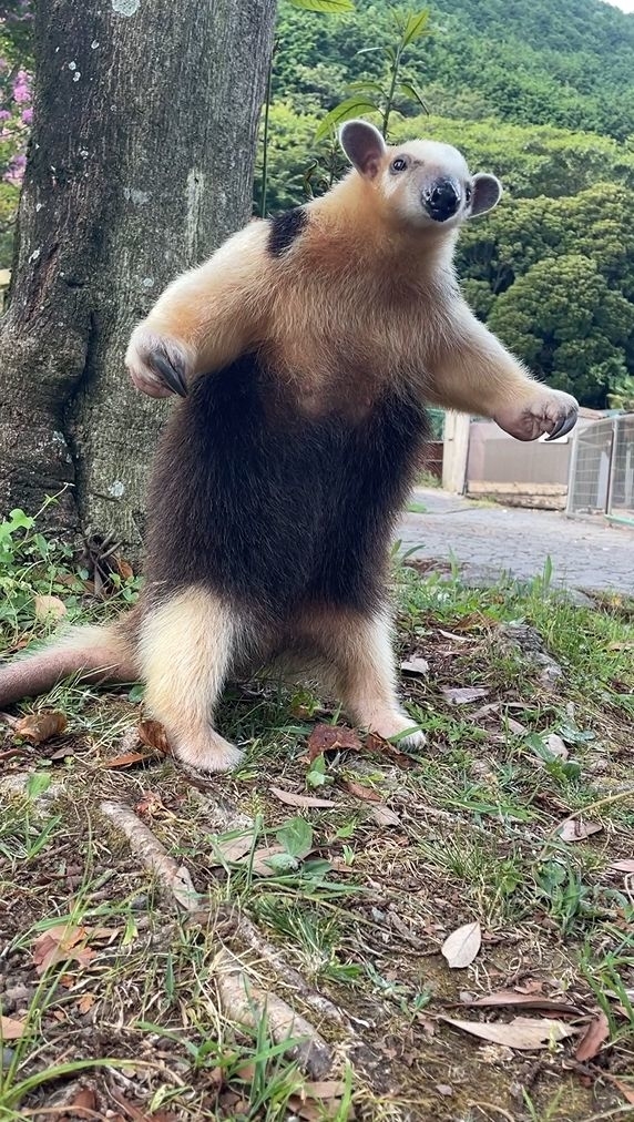立ち上がってキョロキョロ / 伊豆アニマルキングダムの公式Xより