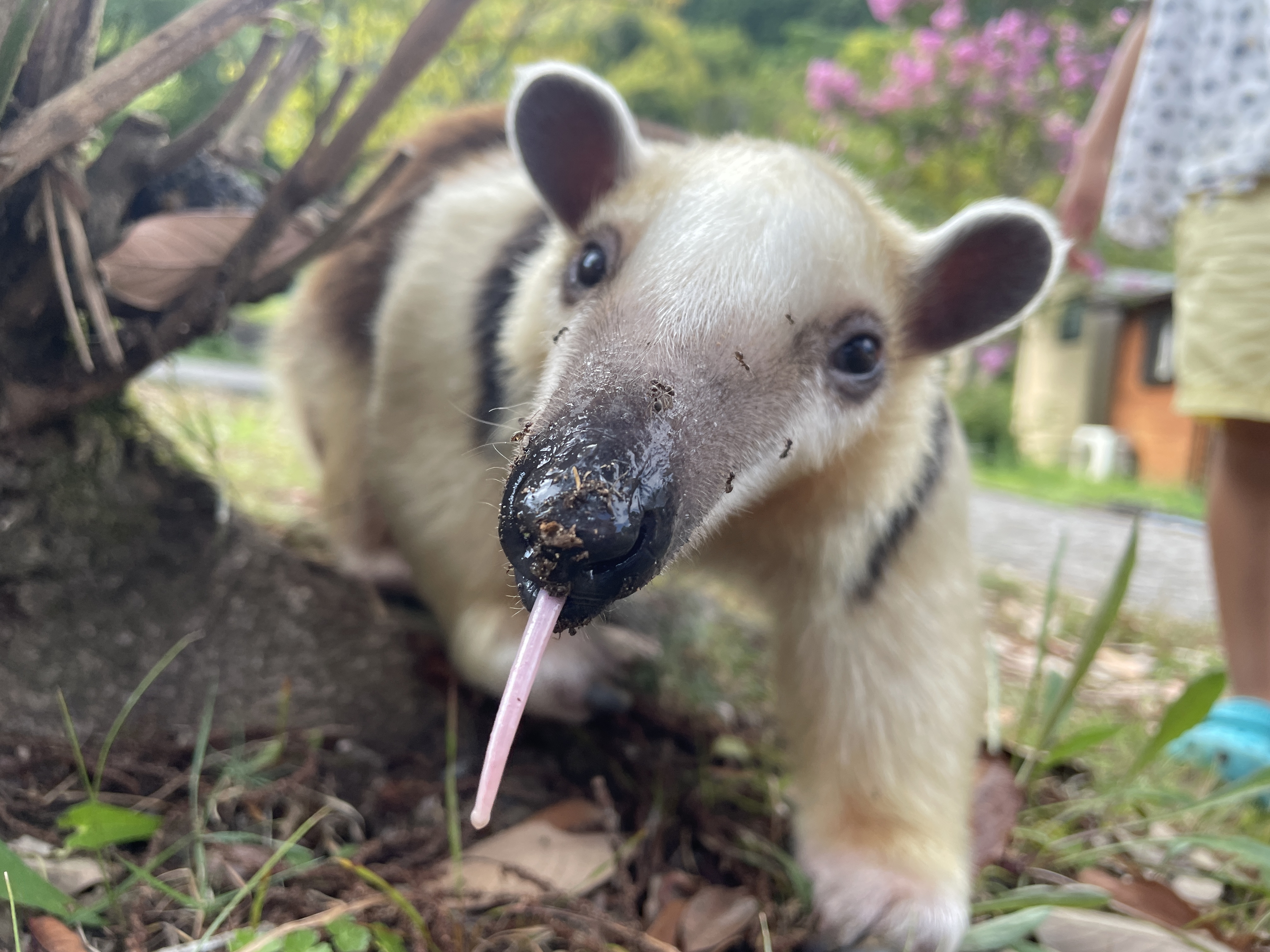 アリを堪能するイフちゃん / 伊豆アニマルキングダムの公式Xより