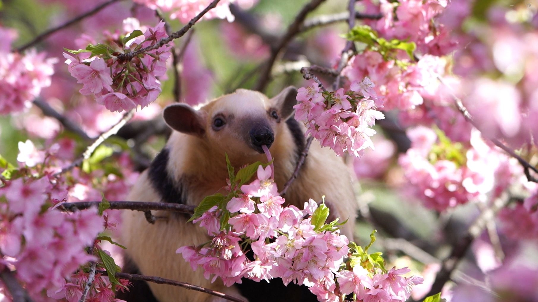 樹の上でアリを食べるミナミコアリクイ / 提供:伊豆アニマルキングダム
