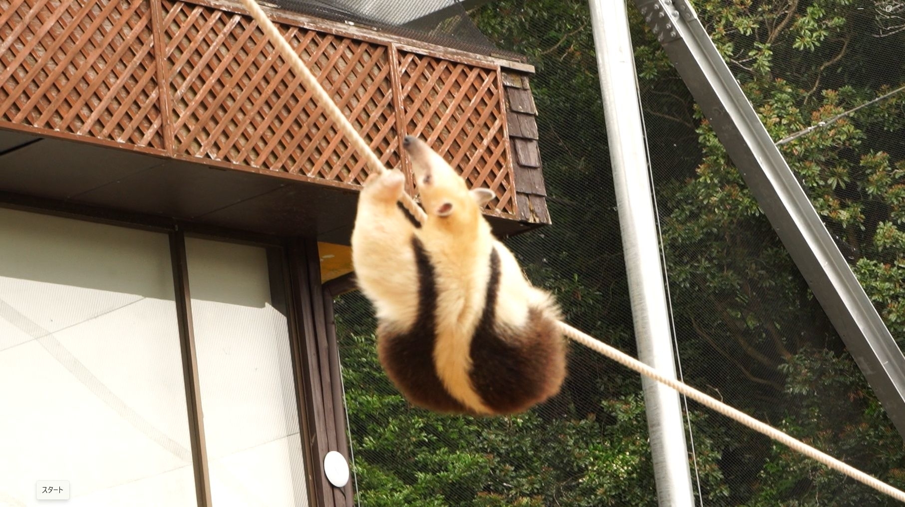 ロープを渡るミナミコアリクイ / 提供:伊豆アニマルキングダム