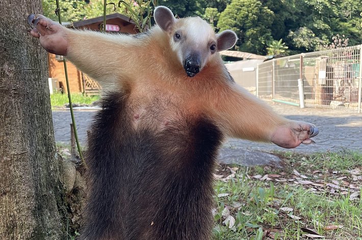 ミナミコアリクイ「イフ」の威嚇 / 伊豆アニマルキングダムの公式Xより