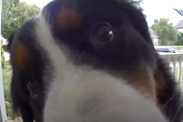 玄関先のカメラに映る好奇心旺盛な犬の顔。背景に住宅街が見えます。