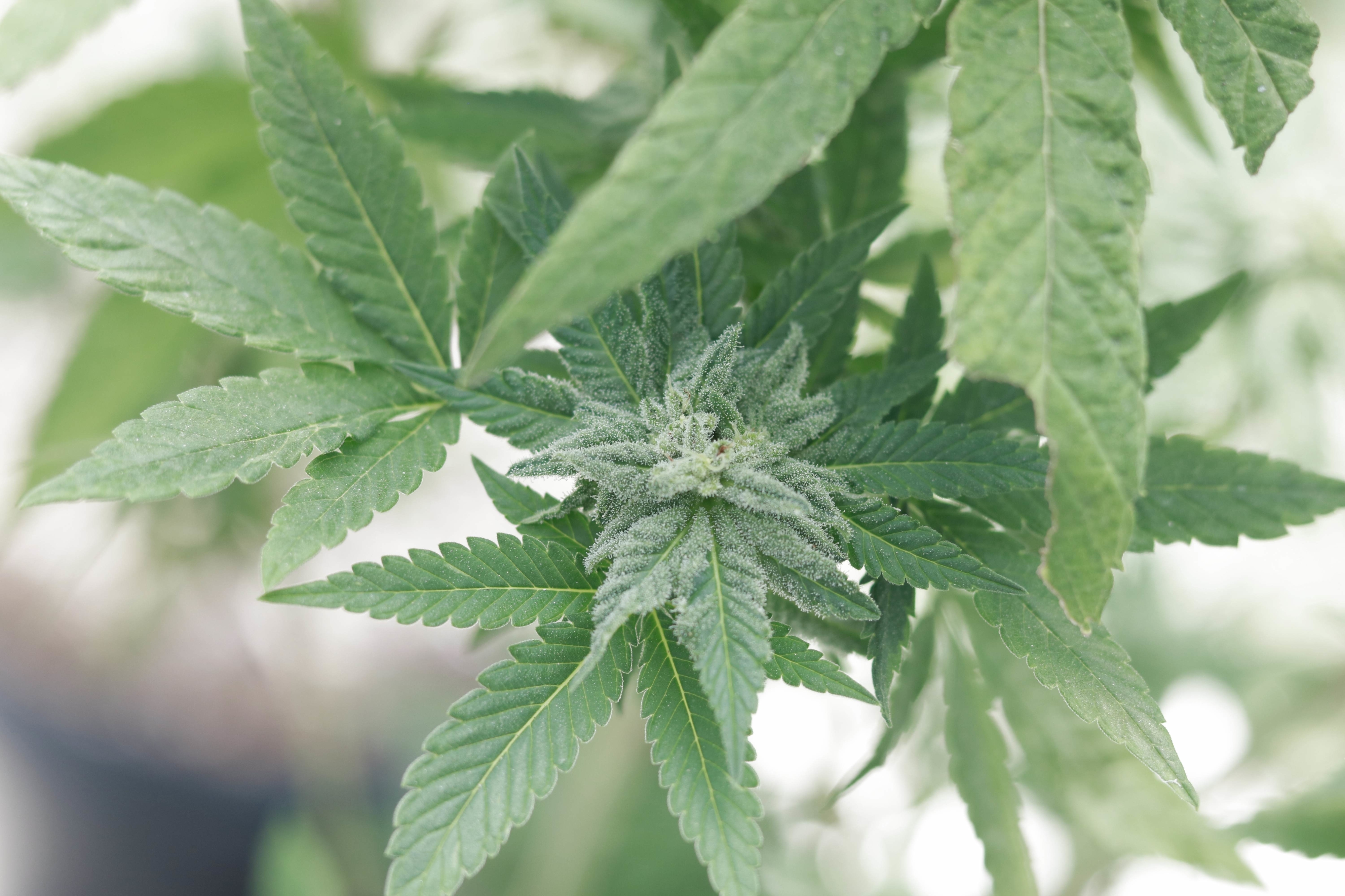 Cannabis plant with focus on a dense cluster of leaves and buds