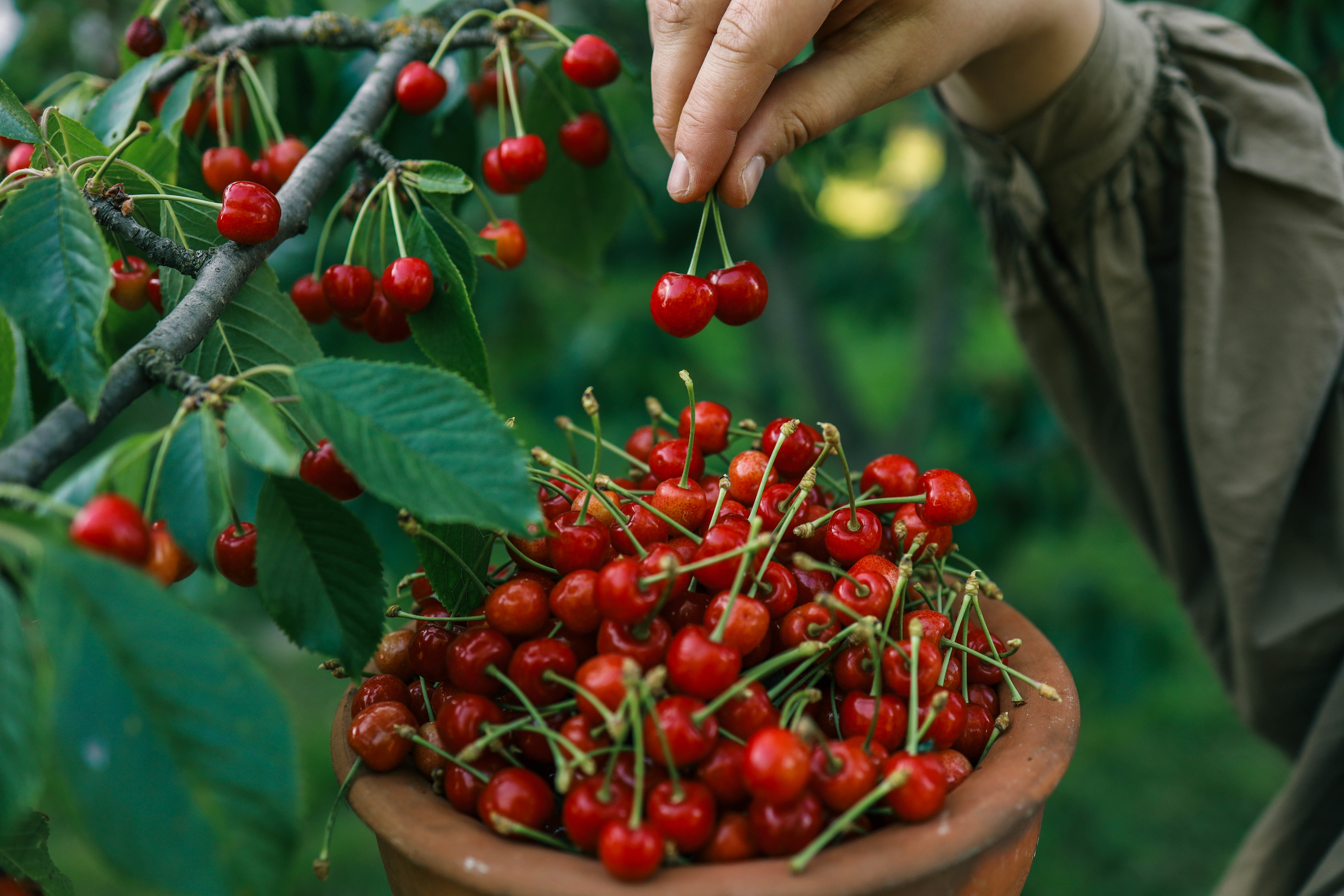 A hand is picking two cherries from a tree and placing them into a pot filled with cherries. The background features green foliage