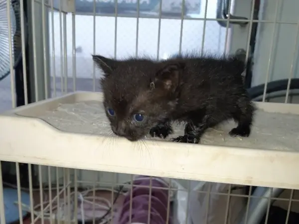 保護されてケージの中から外の様子をうかがうあさりちゃん(Twitter/kuro_asari5bee)