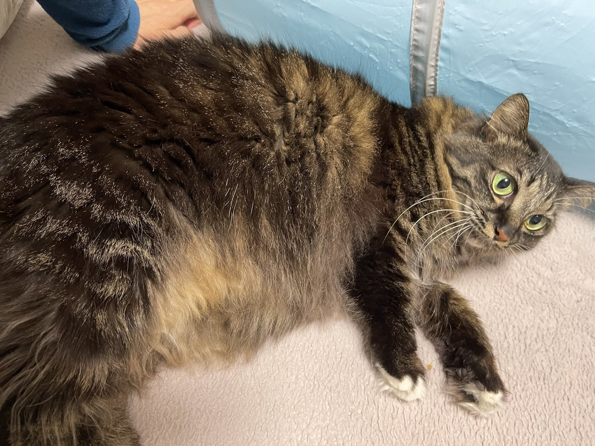 猫が床の上で横たわり、リラックスしている様子。隣には人の手が見える。