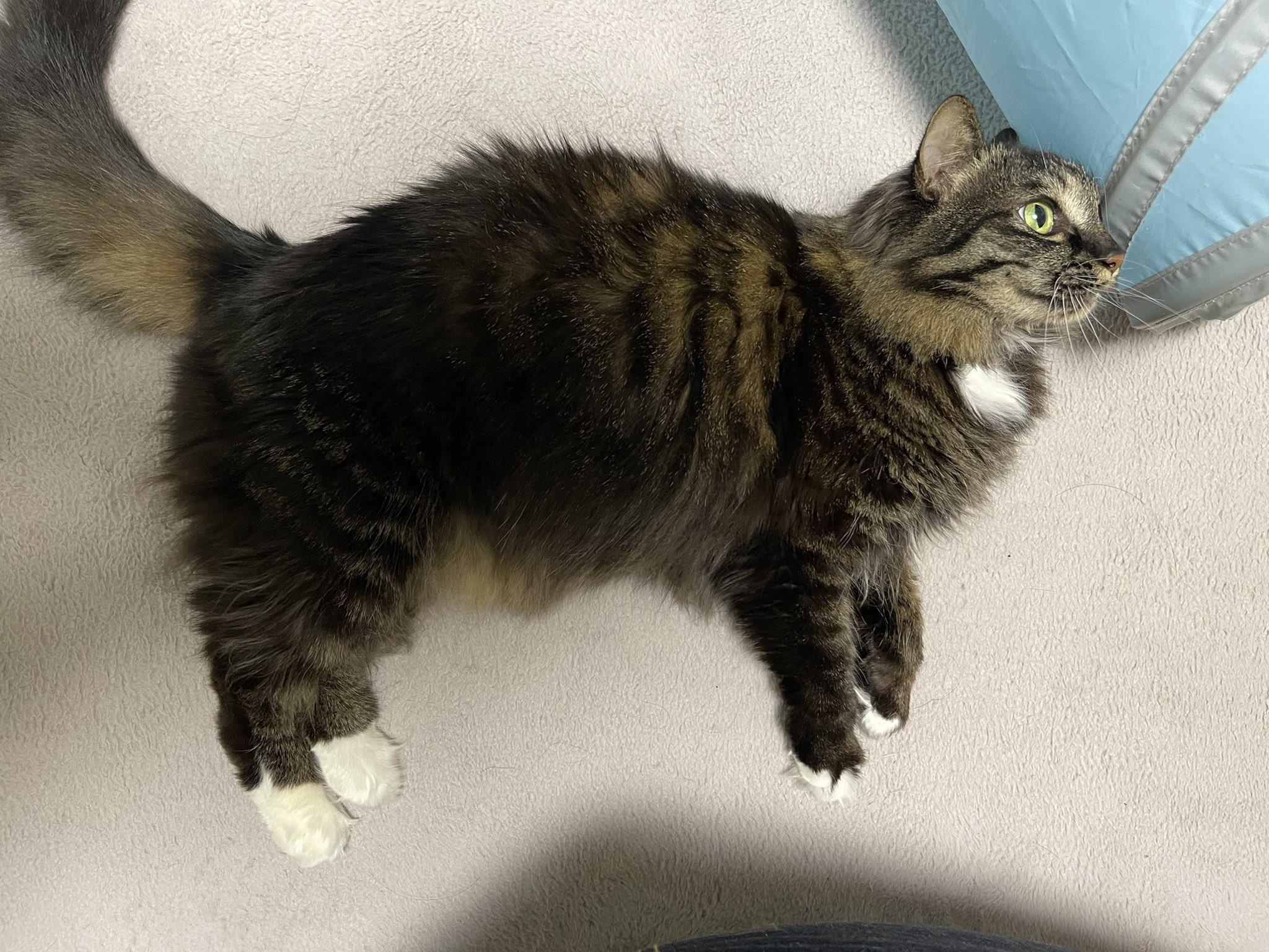 猫が床で横になっています。