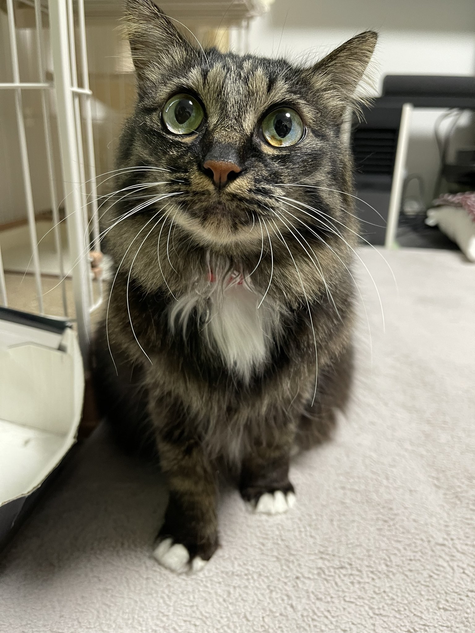 猫が室内でこちらを見上げて座っています。