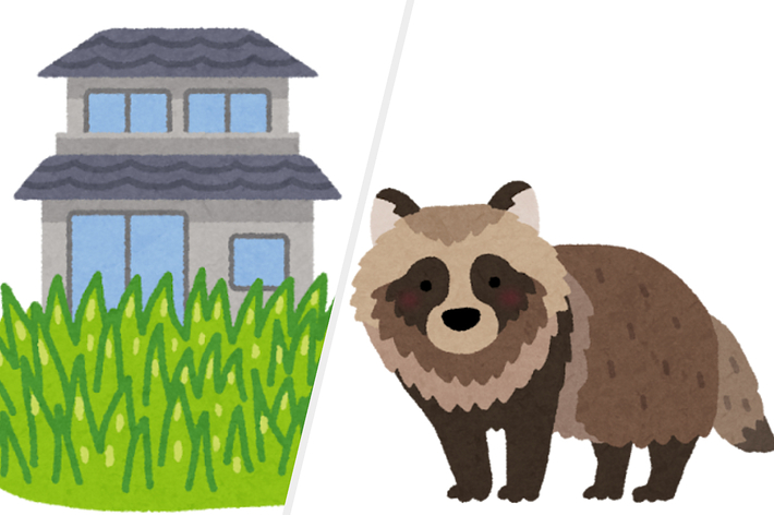 家の前の芝生にたたずむタヌキのイラスト。