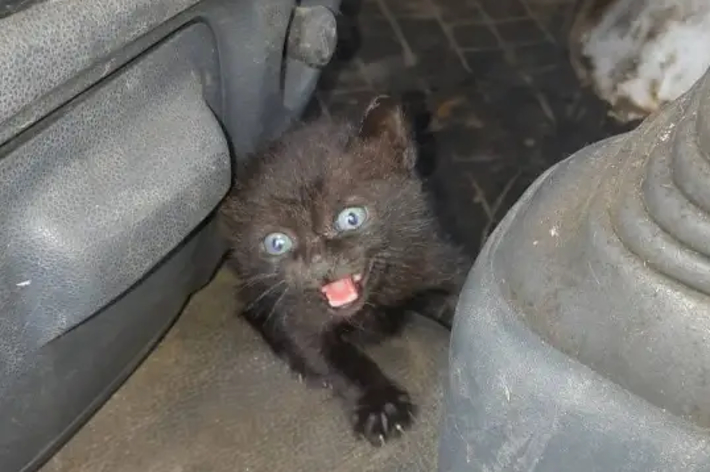 小さな黒猫が車の足元に座り、口を開けて鳴いています。