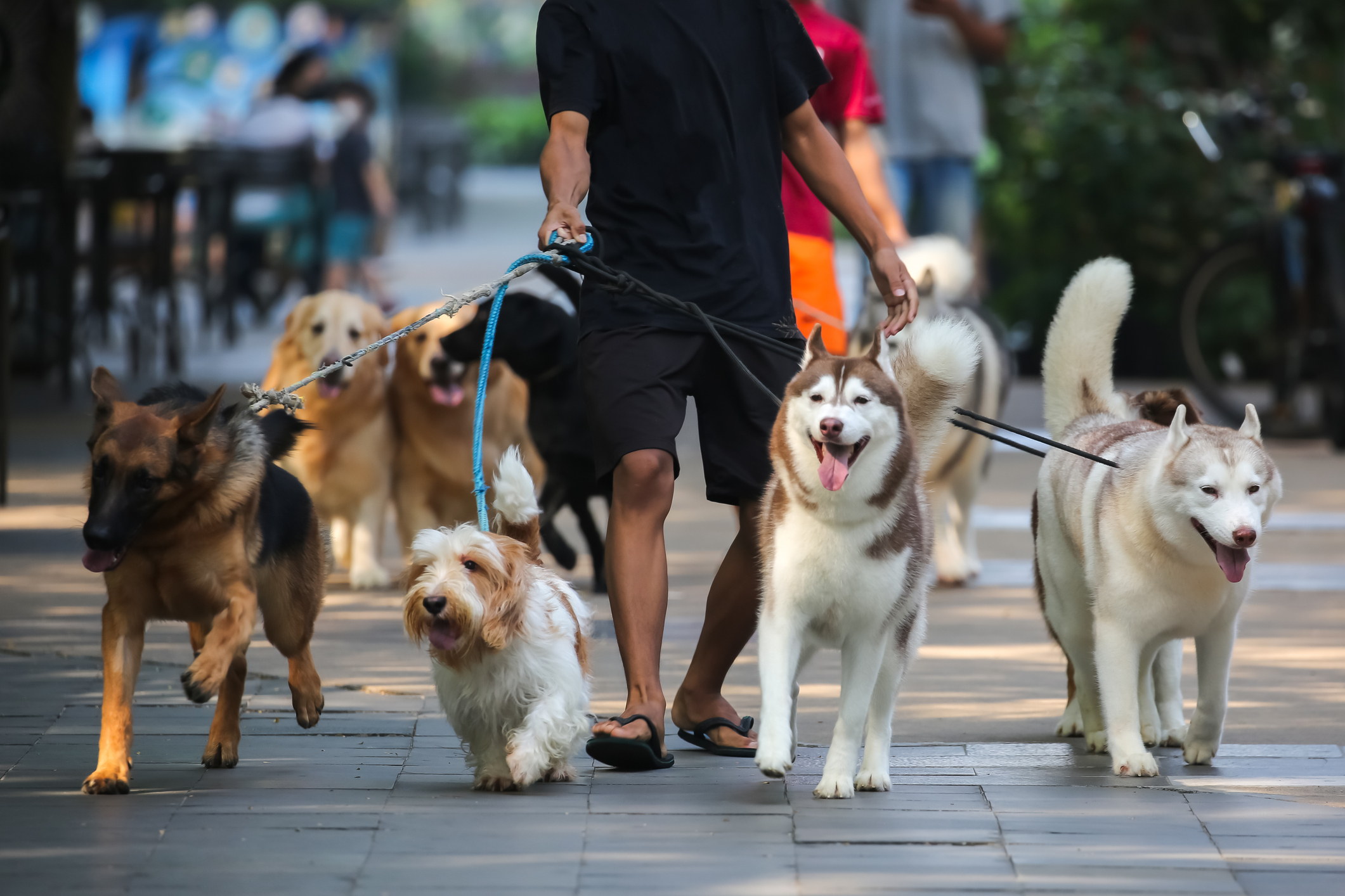 A person walks multiple dogs of various breeds on leashes along a city sidewalk