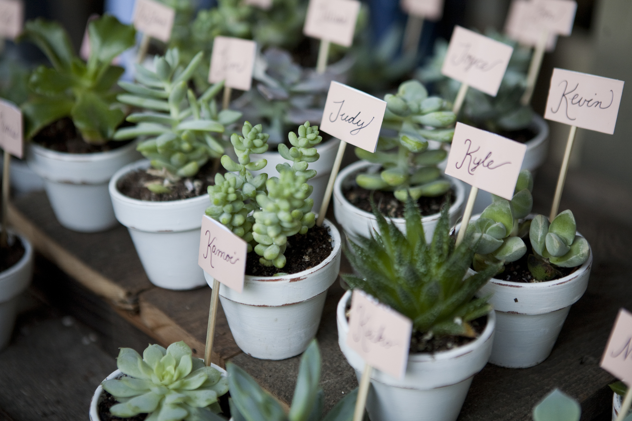 A collection of small potted succulents, each with a labeled name tag including Judy, Kevin, Kyle, and Karson, displayed neatly on a wooden surface