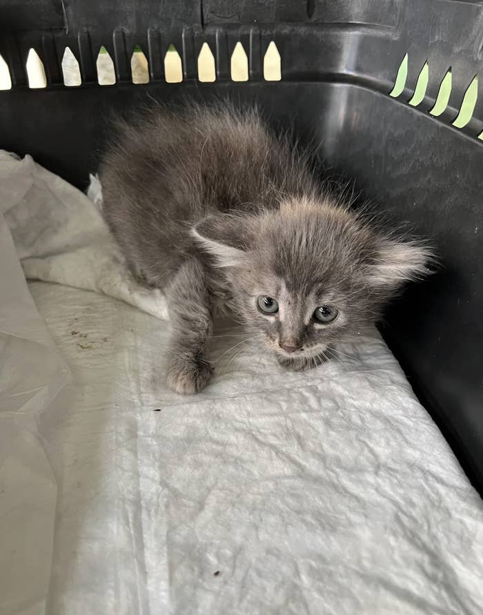 Small, gray kitten with a fluffy coat, lying down in a black plastic crate lined with white padding. The kitten looks slightly wary and has big, curious eyes