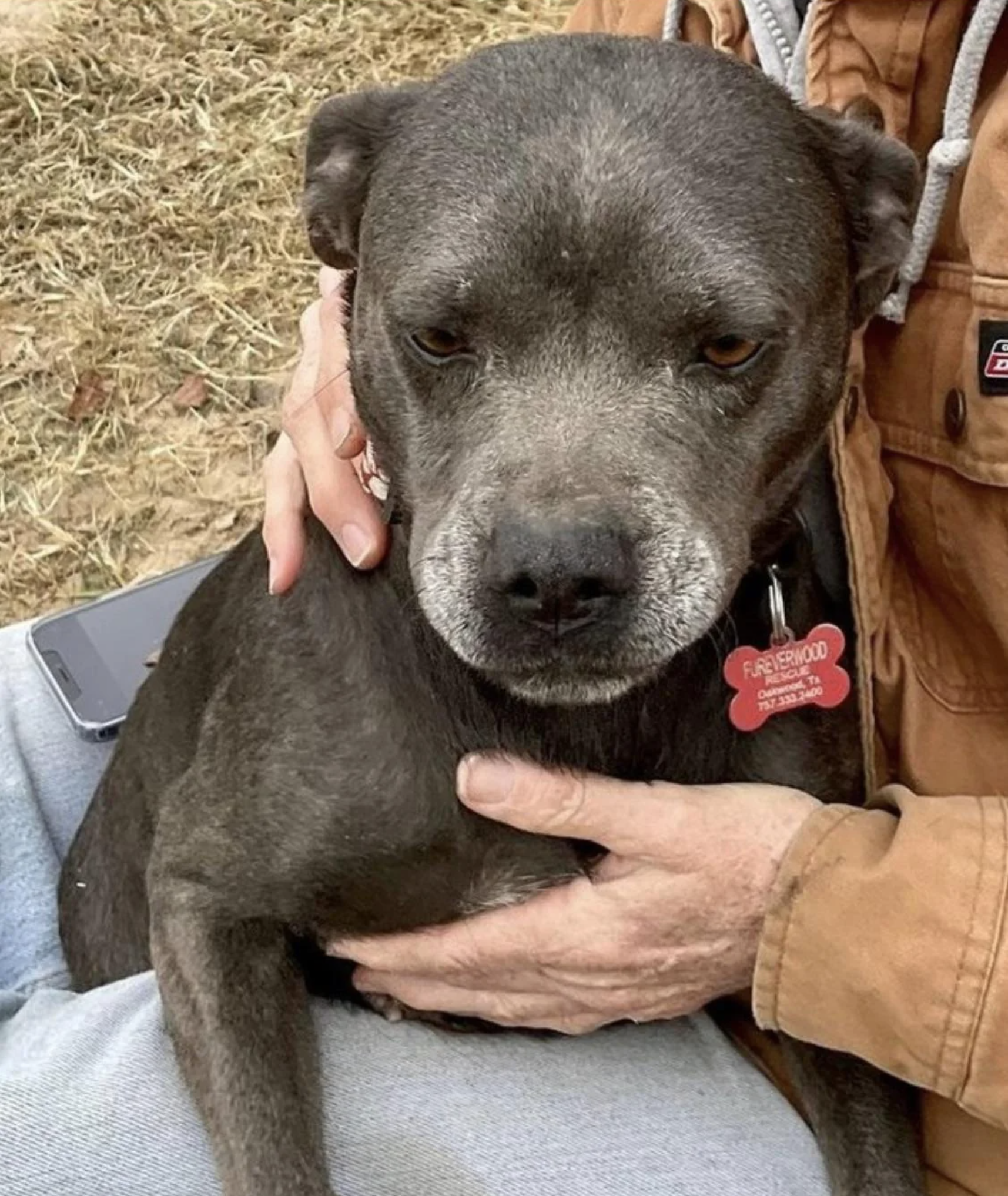 A gray dog with a red tag on its collar is being held by a person wearing a tan jacket and gray pants. The person's hands are gently placed on the dog's back and chest