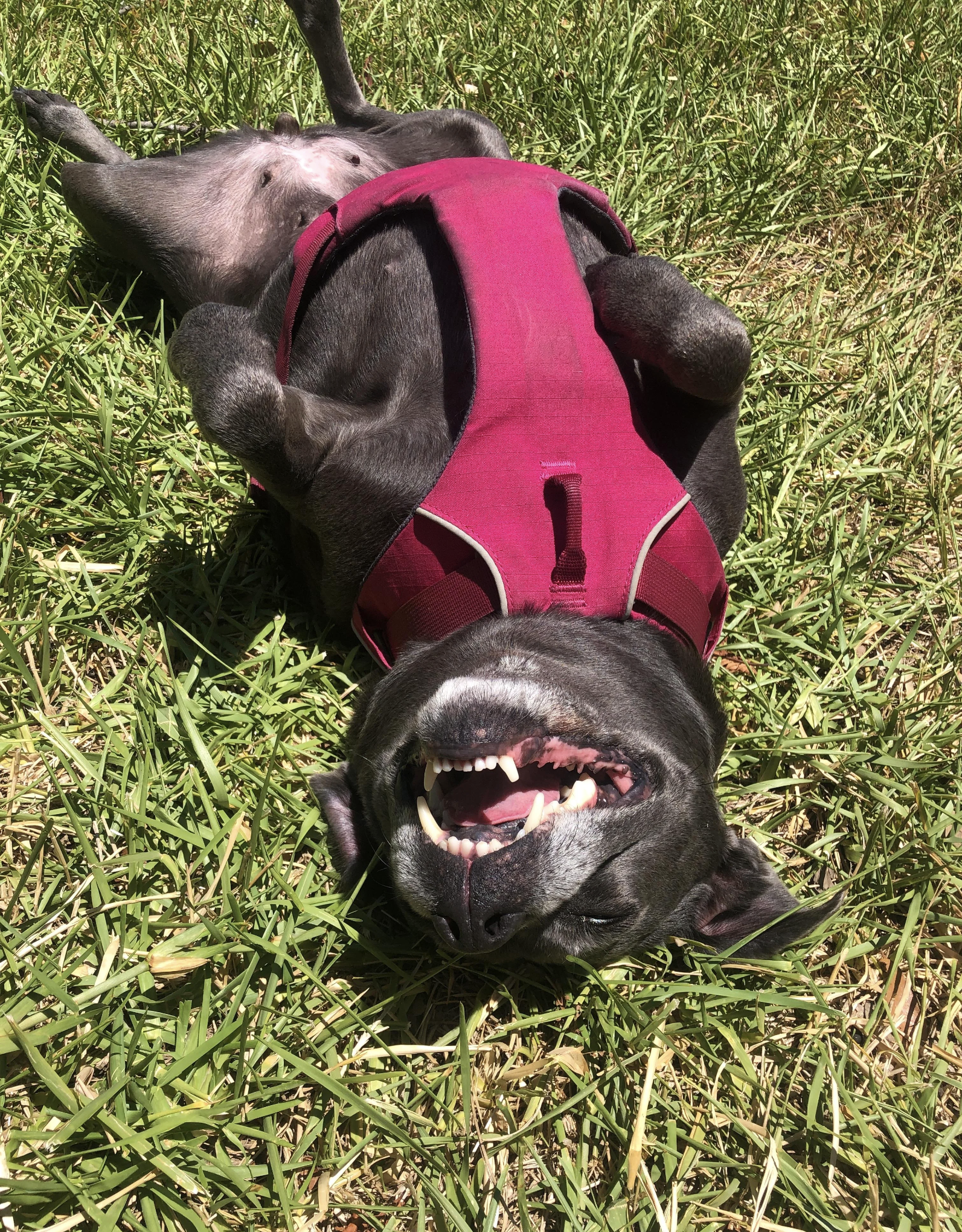A black dog wearing a harness lies on its back in the grass, mouth open in a wide grin