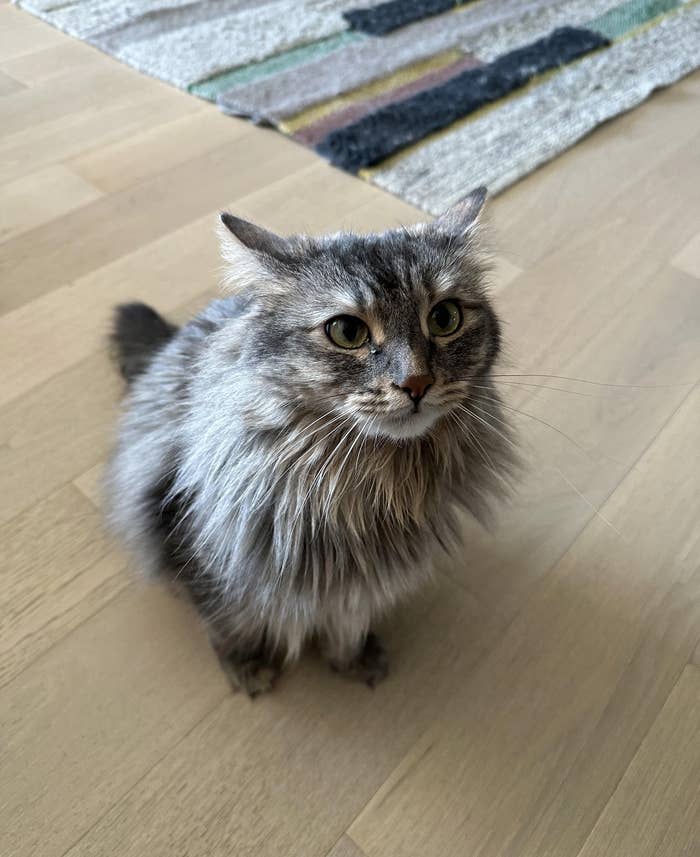 A fluffy, long-haired cat with a serious expression sits on a wooden floor near a textured rug