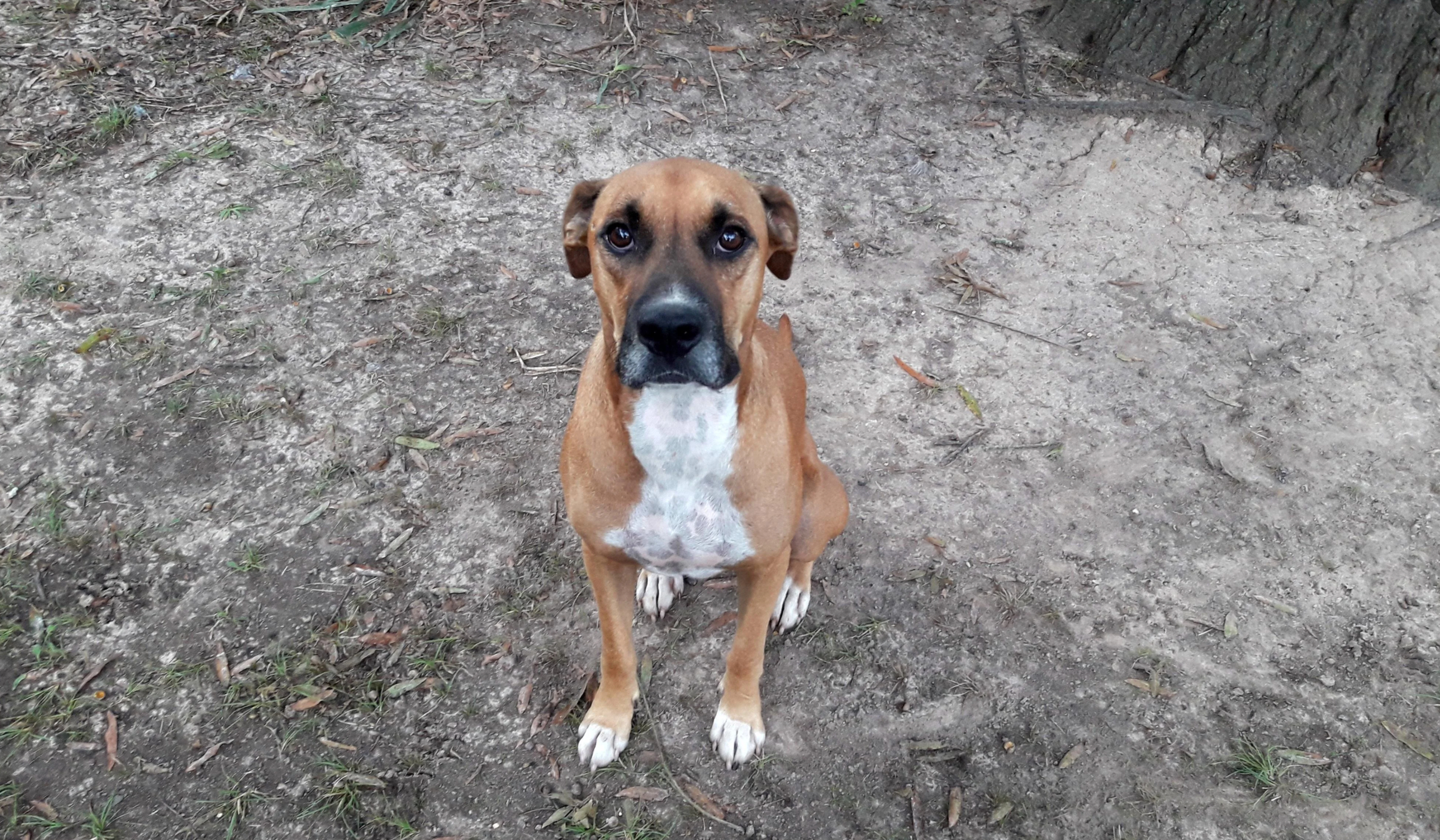 A brown dog with a white chest is sitting on a dirt and grass ground, looking up at the camera with a neutral expression