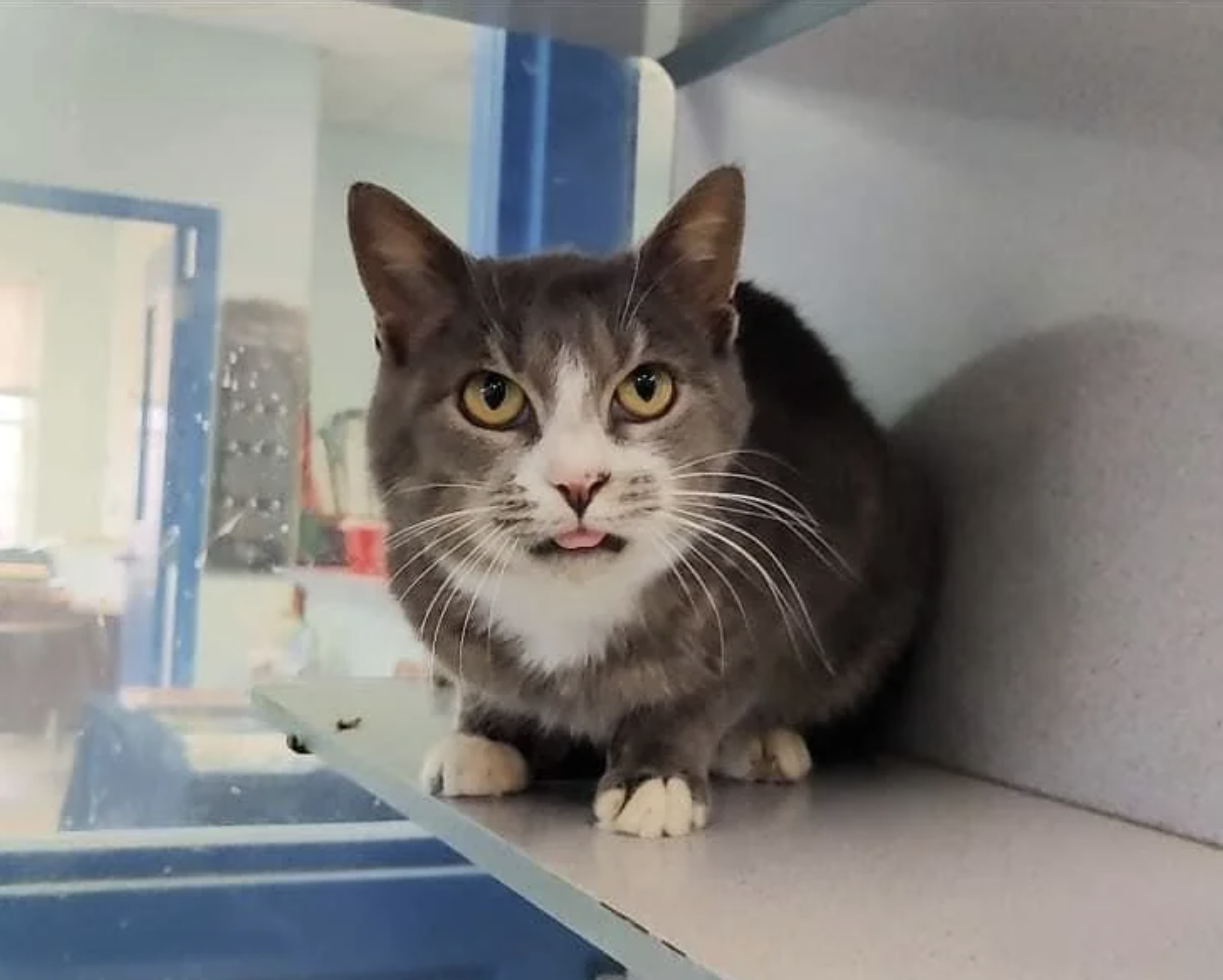 A cat with white paws and a grey coat sits on a shelf, looking at the camera with an open mouth. Office background out of focus