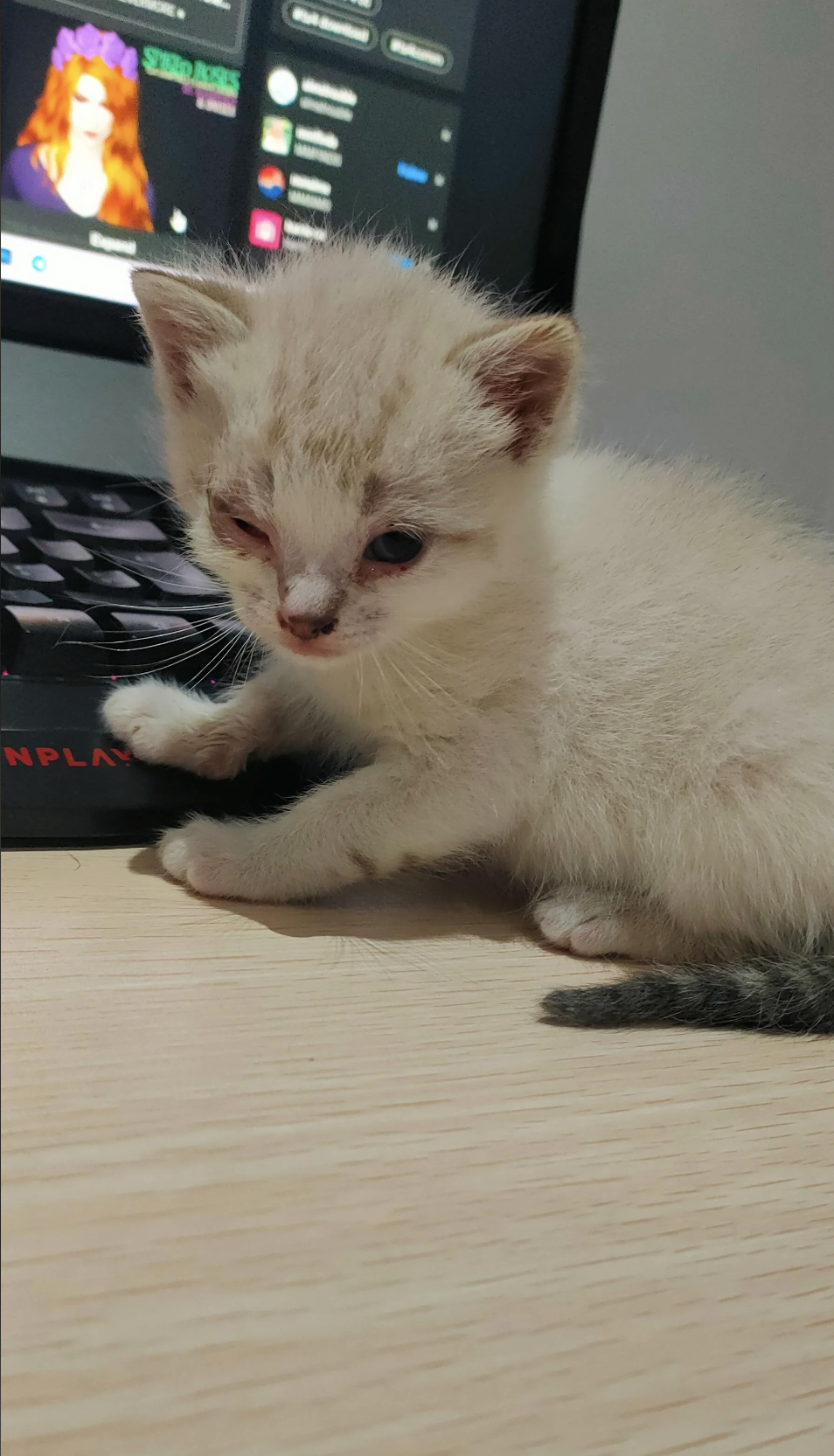 A small kitten with light fur sits on the edge of a laptop keyboard, glancing towards the camera