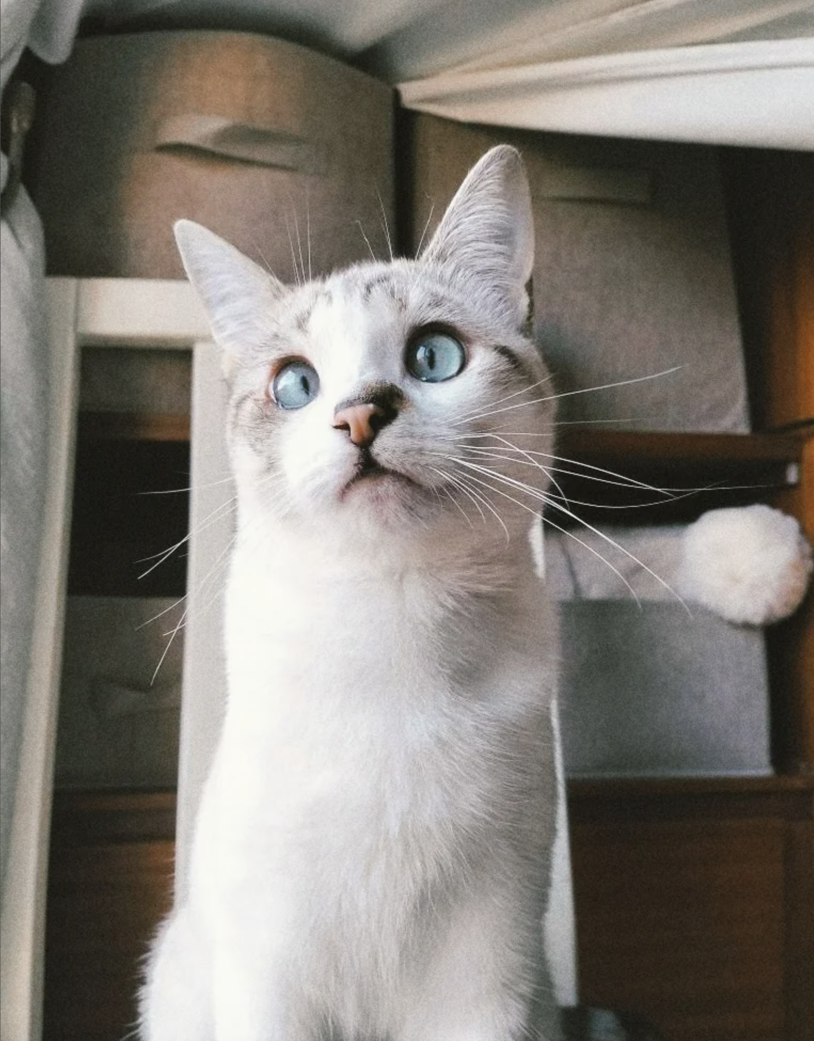 Cat with blue eyes sits attentively in a cozy, indoor setting with baskets in the background