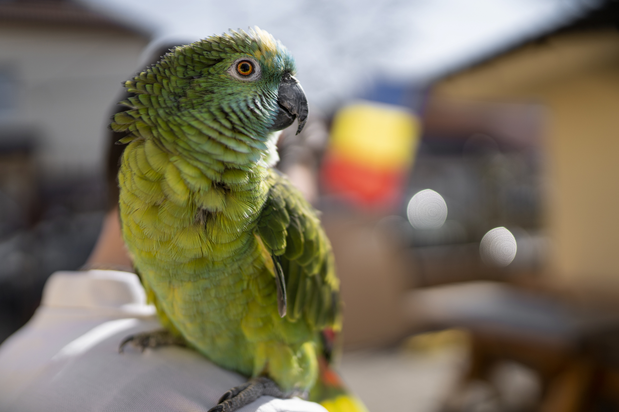 A colorful green parrot is perched on a person's shoulder outdoors