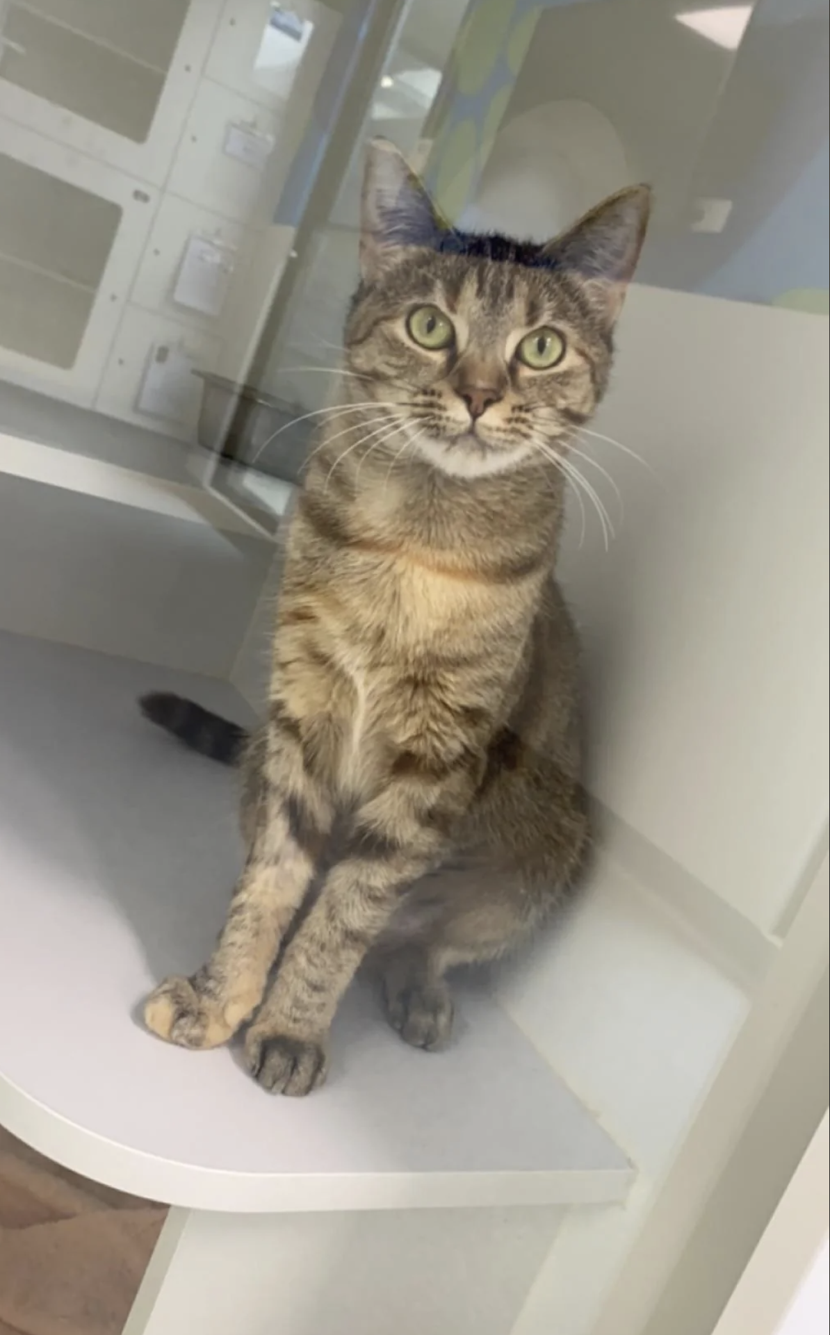 A tabby cat sitting in an enclosure, looking directly at the camera with wide eyes