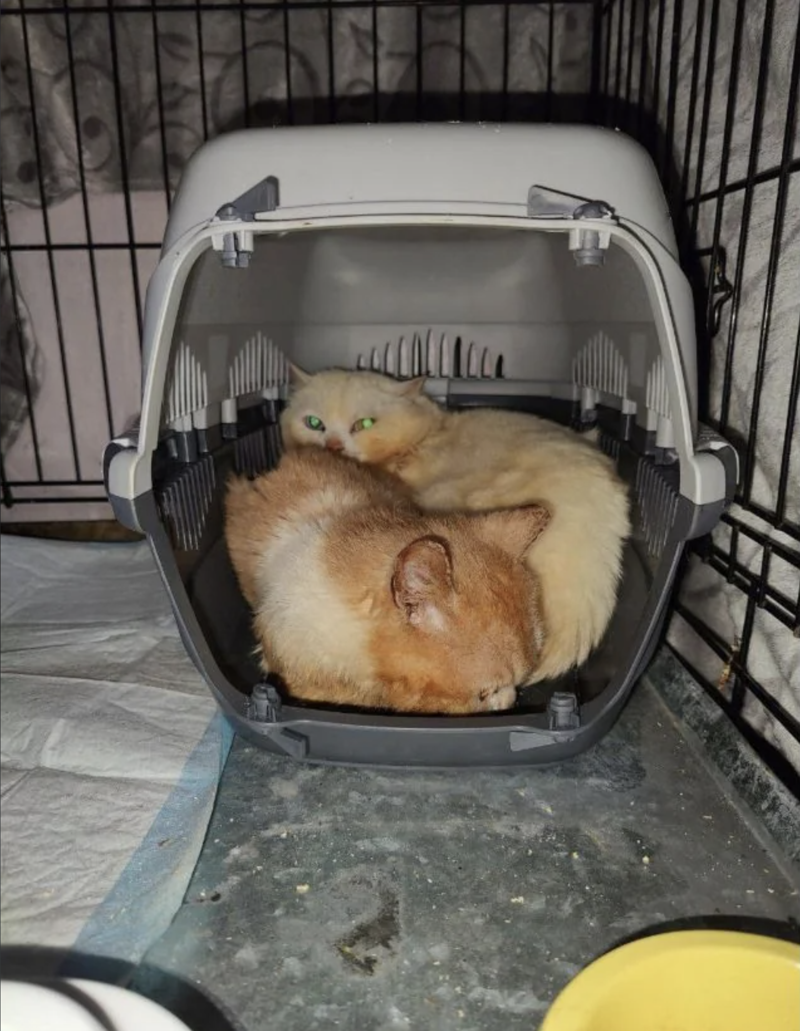 Two cats rest together inside a pet carrier placed in a cage. One cat with light fur is lying down, while the other with darker fur sits in front