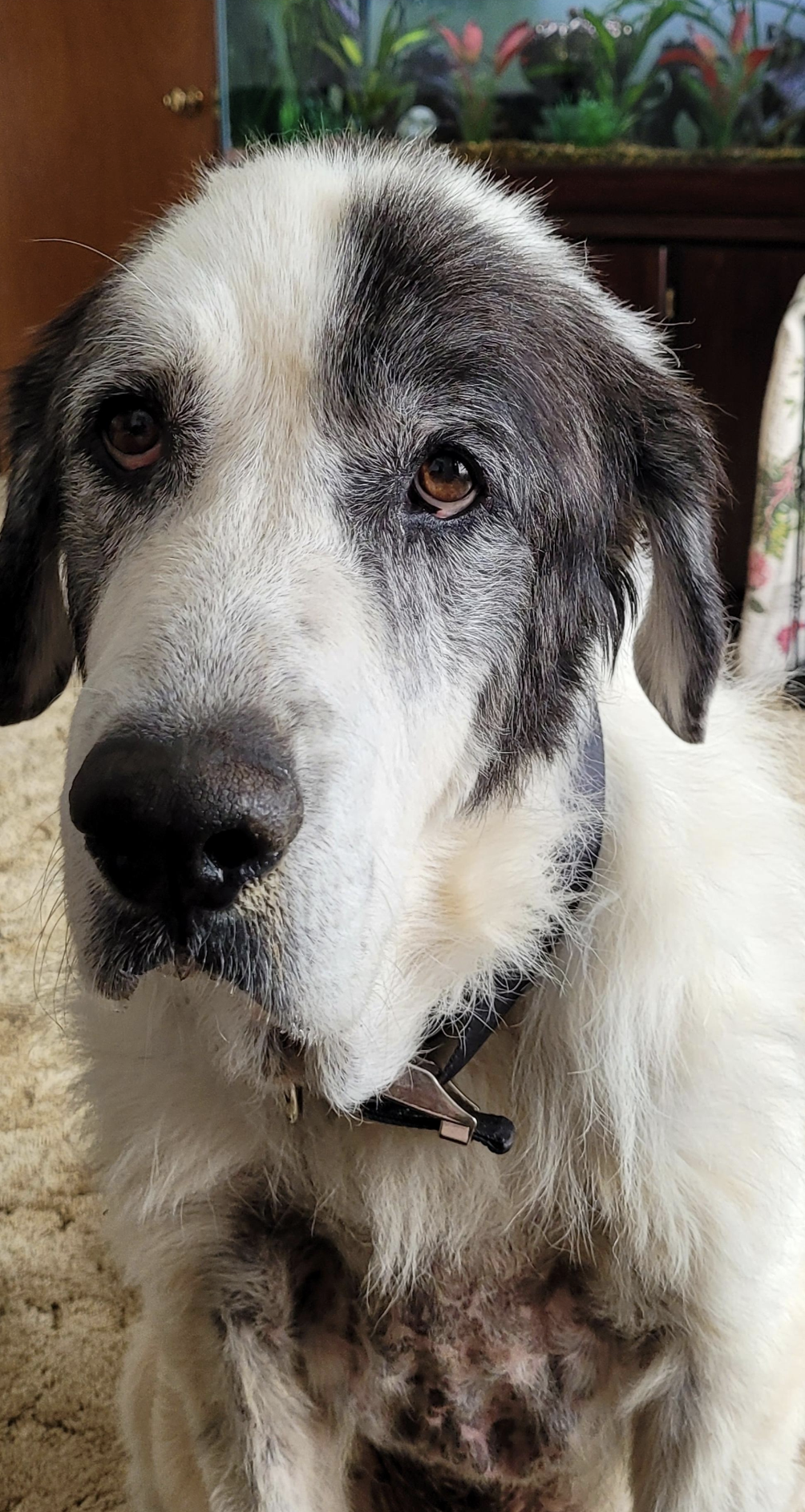 A large dog with white and black fur looks into the camera. It has a calm expression and is wearing a collar