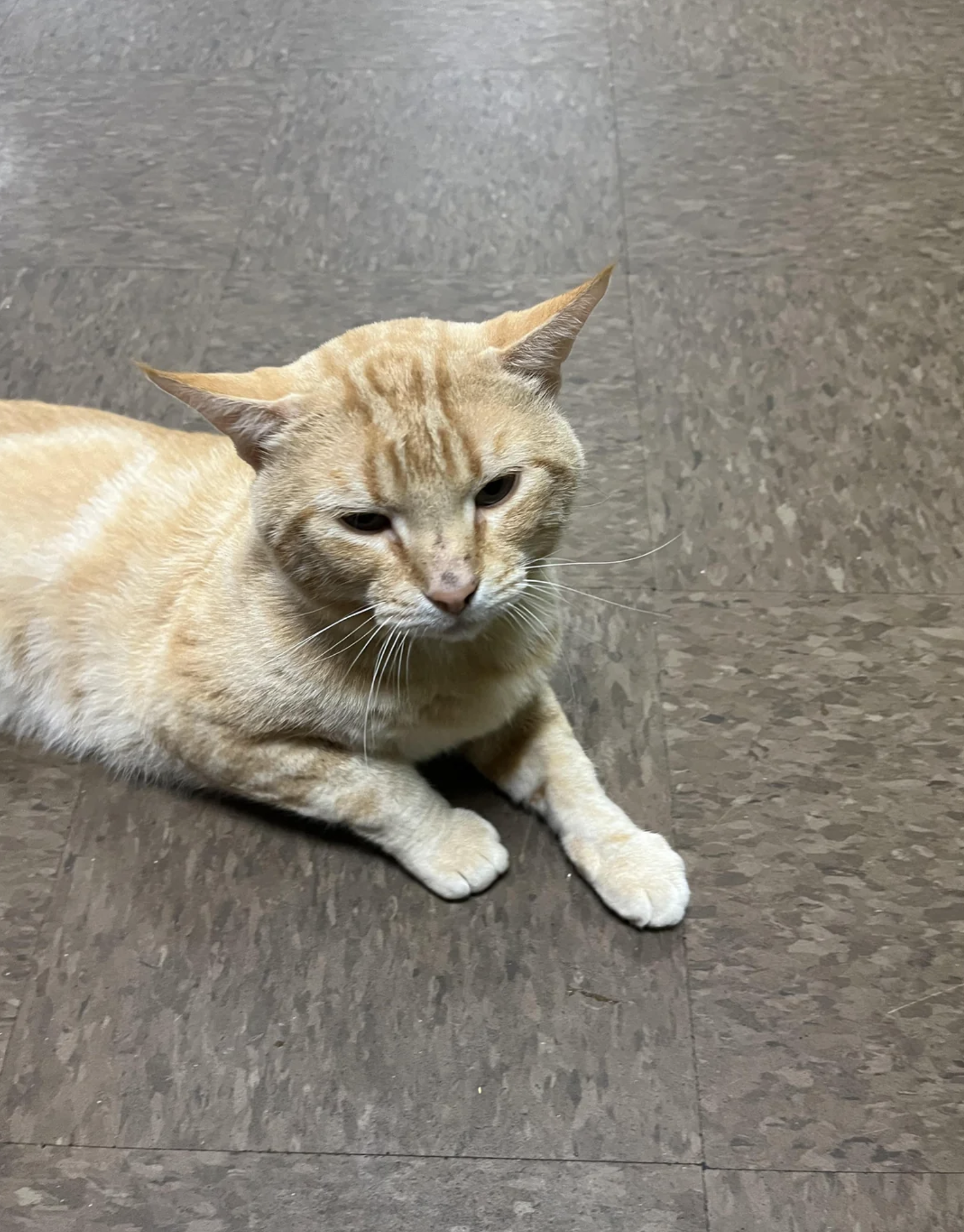 A cat with light fur is lying on a textured floor, facing the camera with its ears slightly tilted back