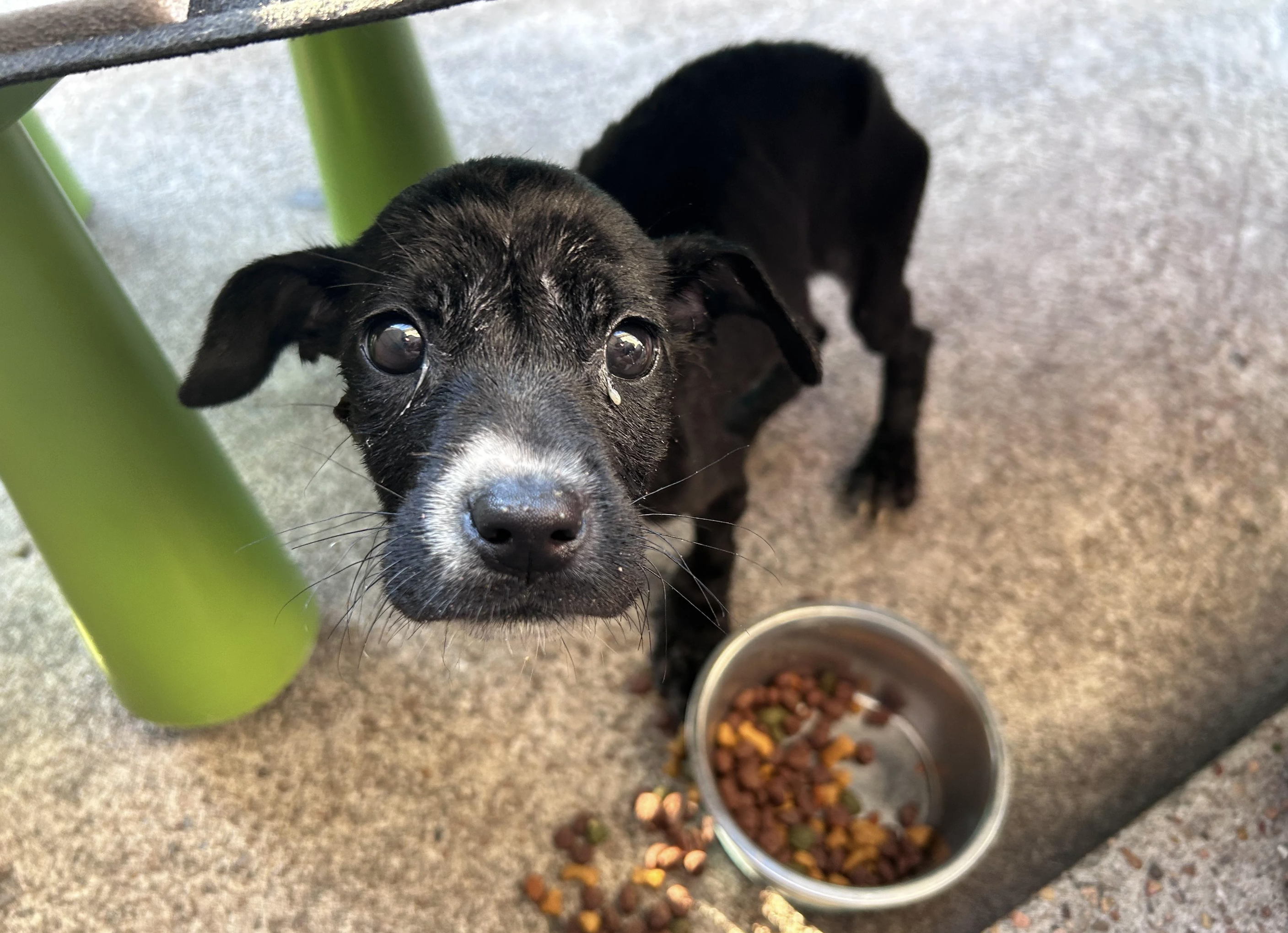 A small, thin black dog looks up with sad eyes next to a bowl of scattered dry dog food