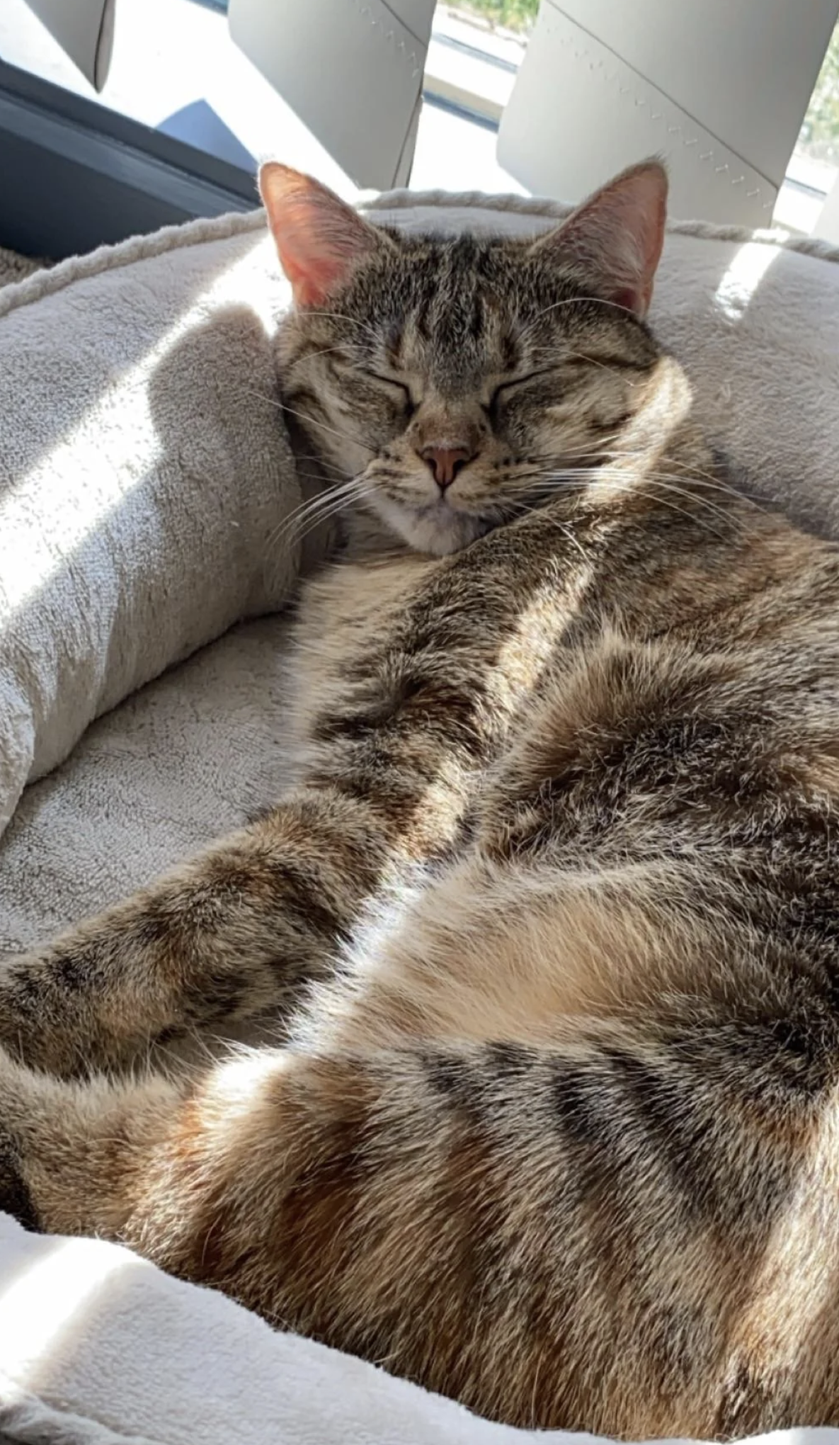 A tabby cat is sleeping peacefully in a cushioned pet bed, basking in sunlight from a nearby window