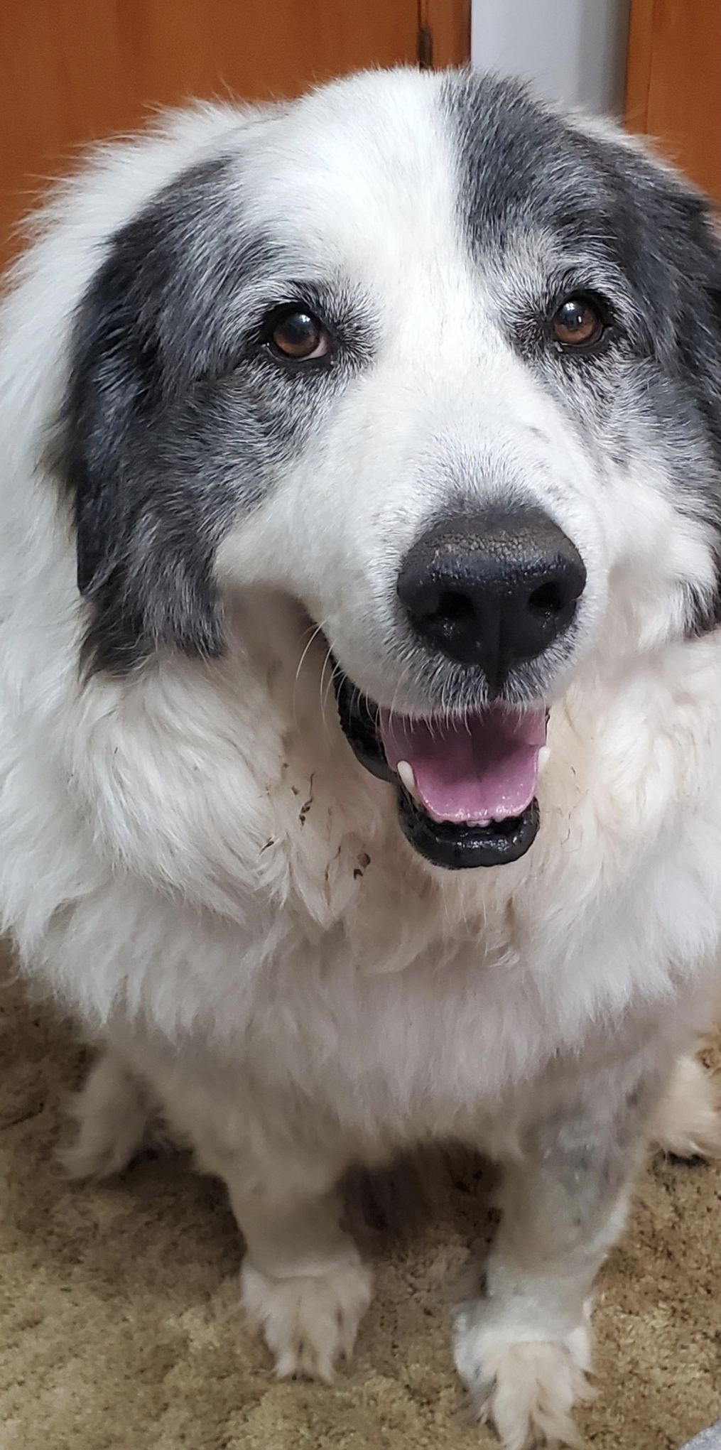 A large, fluffy black and white dog with a happy expression, showing its teeth and tongue, facing the camera indoors
