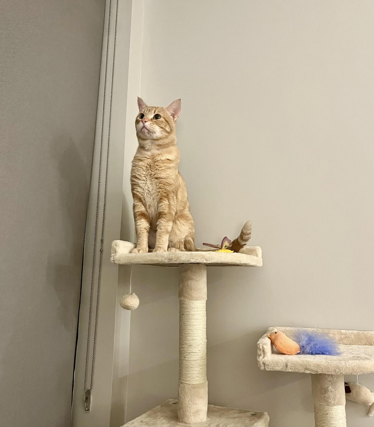 A cat sits on the top platform of a multi-level scratching post, looking up. Various cat toys are on the other platforms