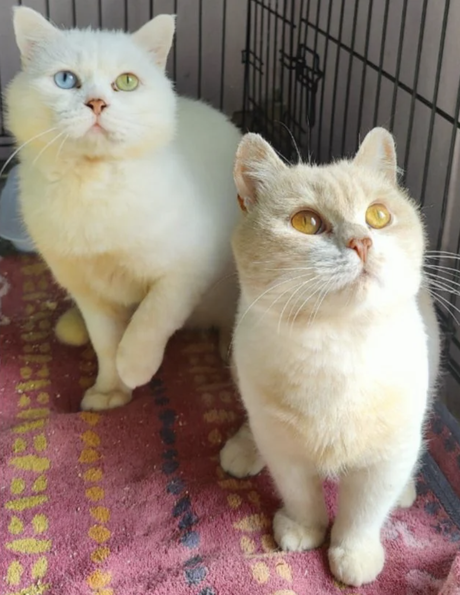 Two cream-colored cats sit in a cage, one with heterochromia (one blue eye, one yellow eye), and the other with yellow eyes, both looking upwards