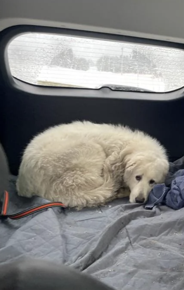 A white fluffy dog is curled up in the back of a car, looking out a rainy rear window. The dog's leash is next to it on a gray blanket