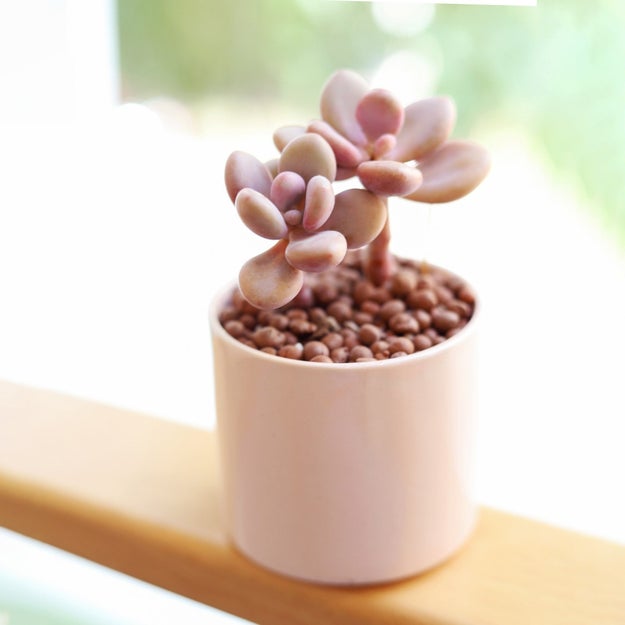 24 Affordable Places To Buy Plants Online