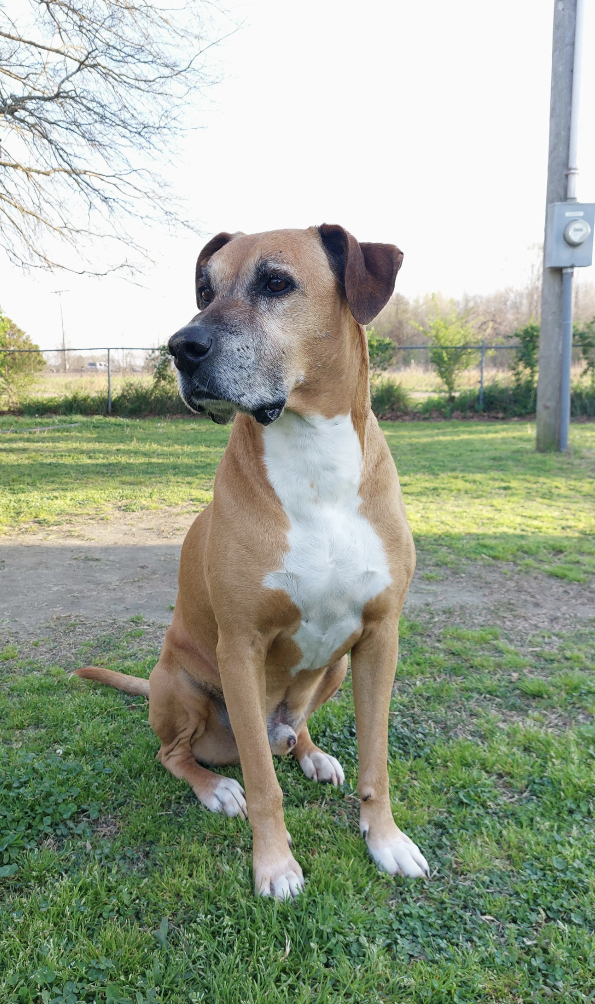 A large dog with a white chest and paws sits on grass in an outdoor setting, looking to the left. Electrical equipment is visible in the background