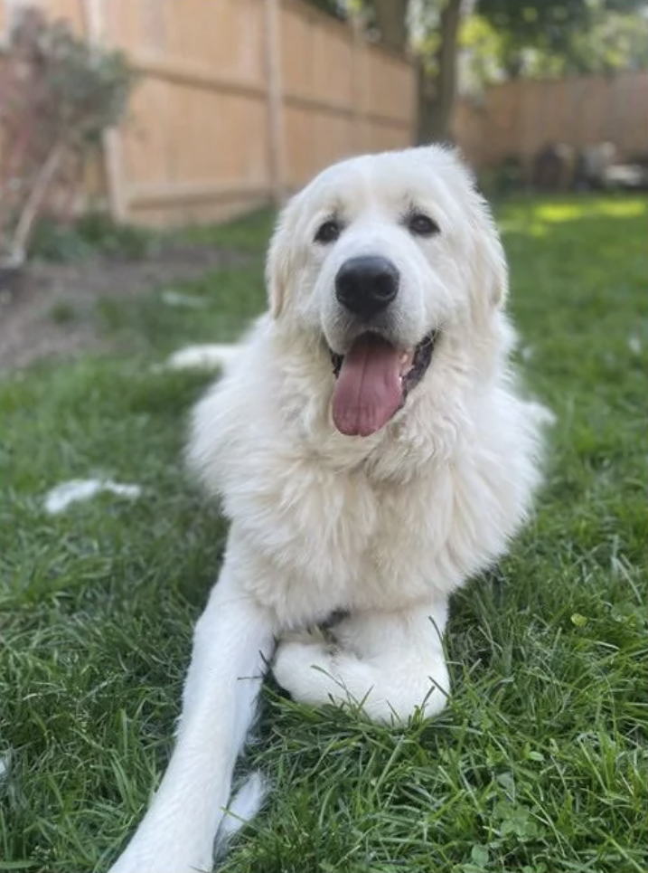 A fluffy white dog lays on grass in a backyard, looking happy with its tongue out
