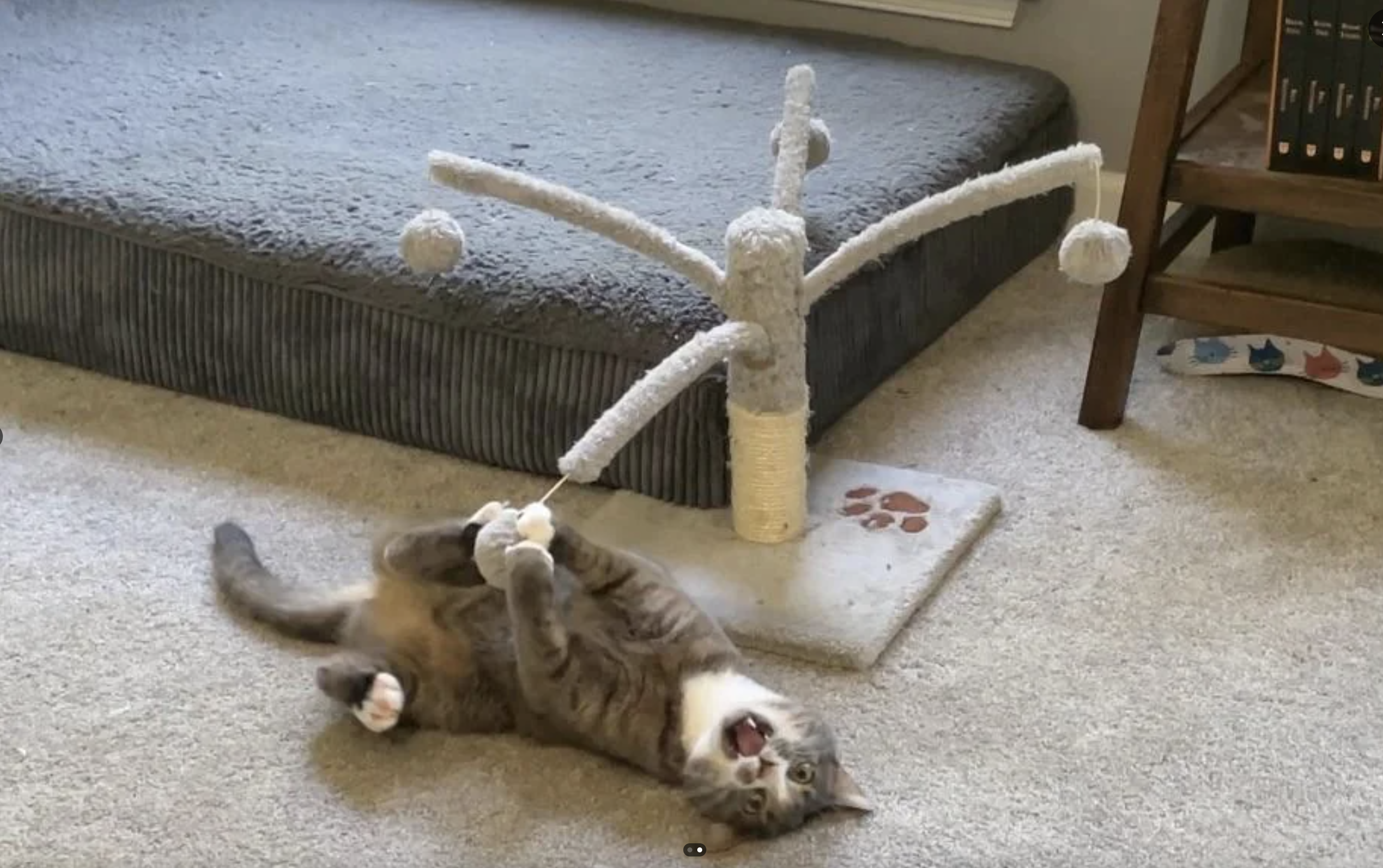A cat lies on its back, playfully grabbing a multi-armed cat toy with its paws, mouth open in excitement. There is a gray pet bed in the background